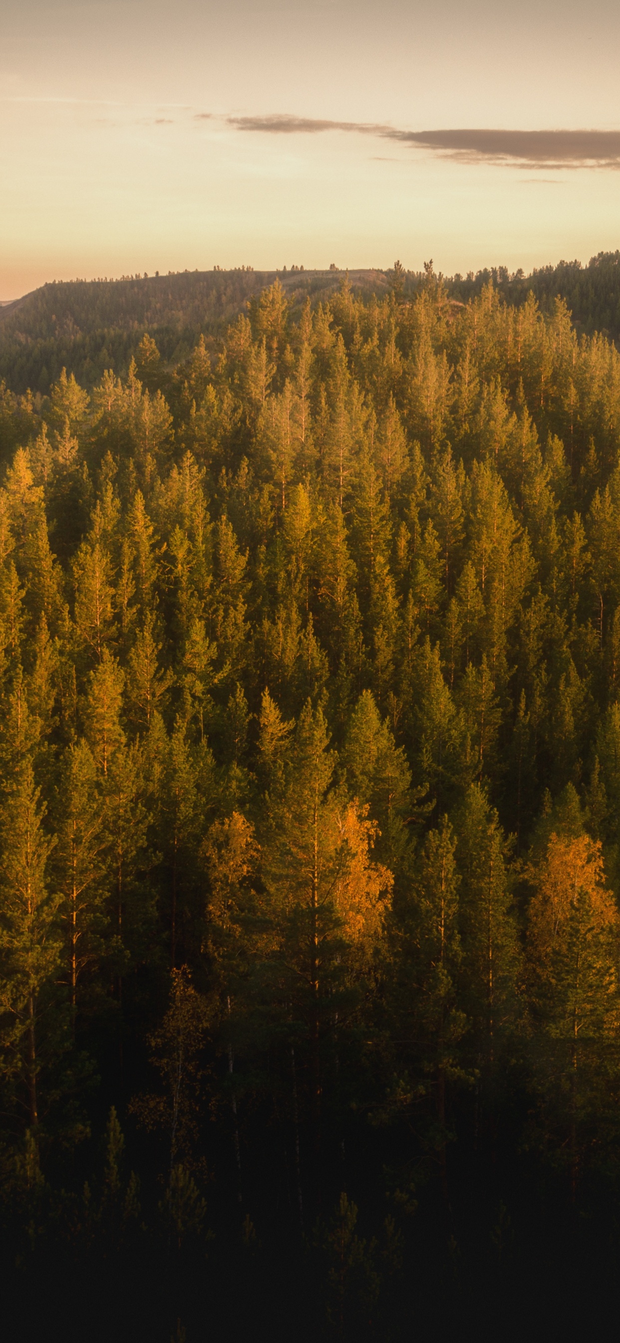 Обои лес, дерево, природа, дикая местность, горный рельеф в разрешении 1242x2688