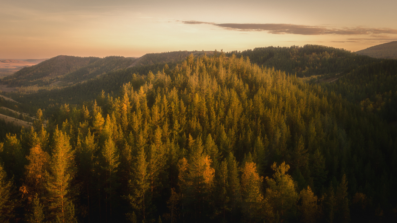 Обои лес, дерево, природа, дикая местность, горный рельеф в разрешении 1280x720