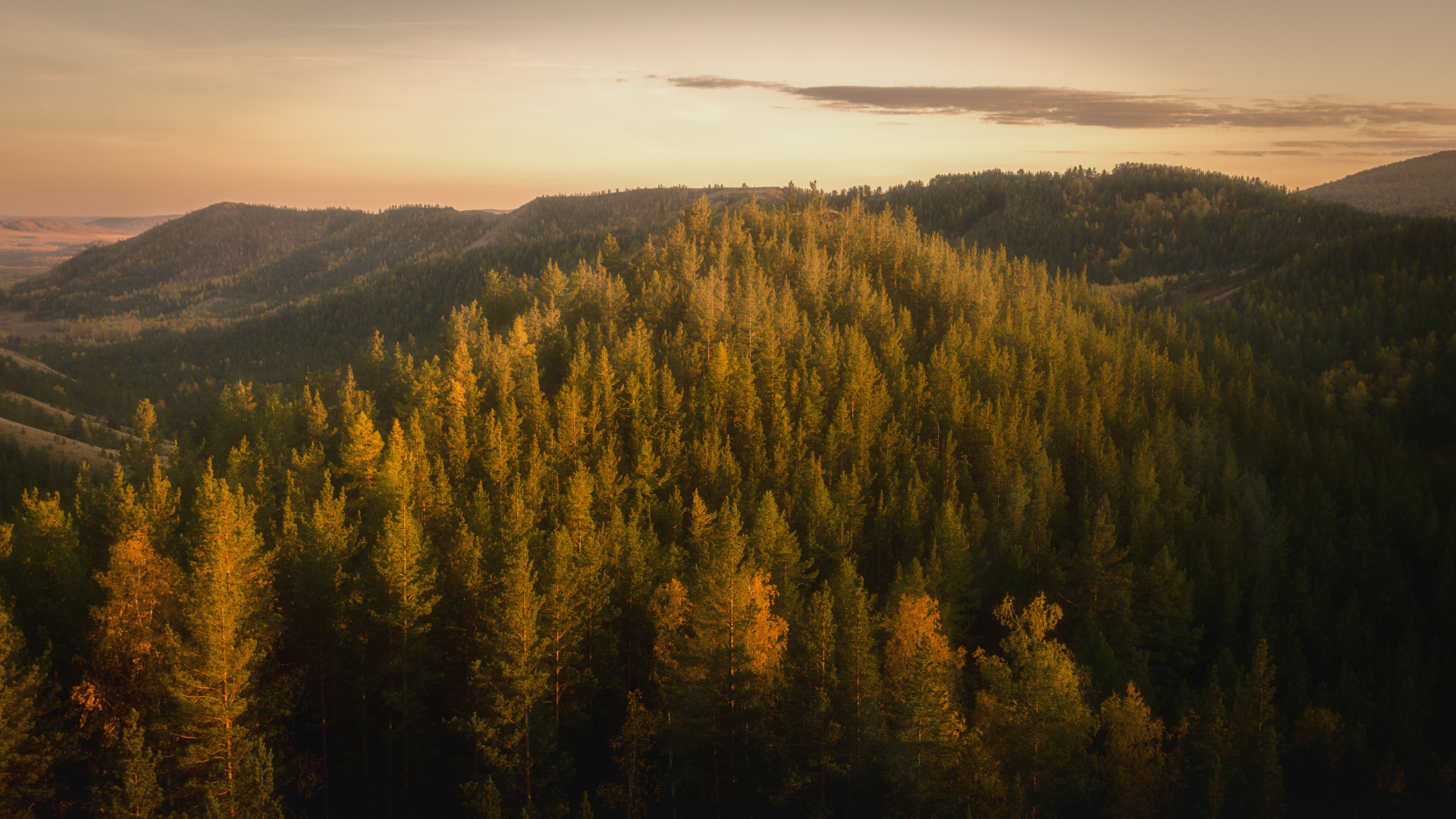 Обои лес, дерево, природа, дикая местность, горный рельеф в разрешении 1920x1080