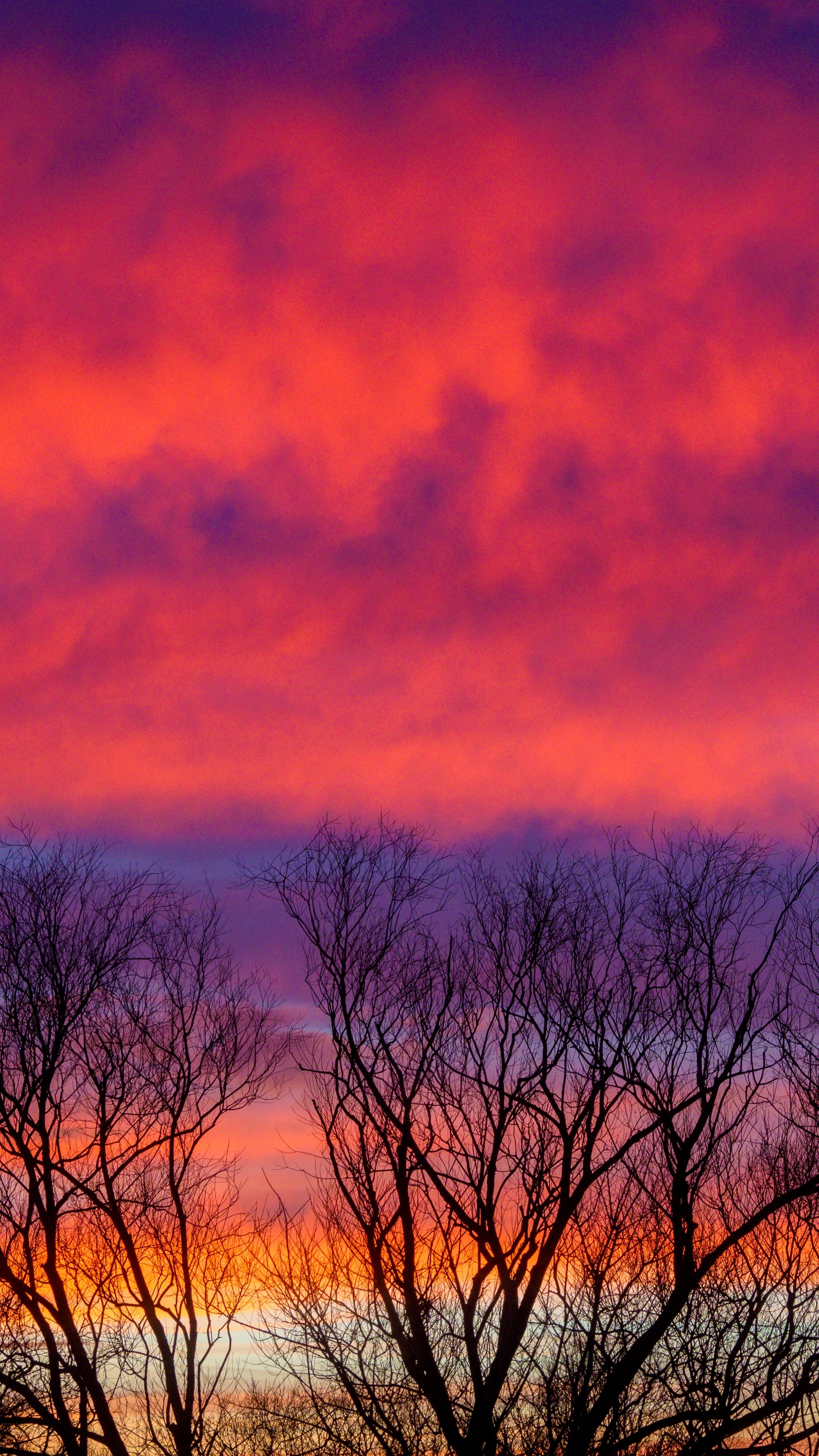 Обои облако, сумерки, дерево, восход солнца, атмосфера в разрешении 1440x2560
