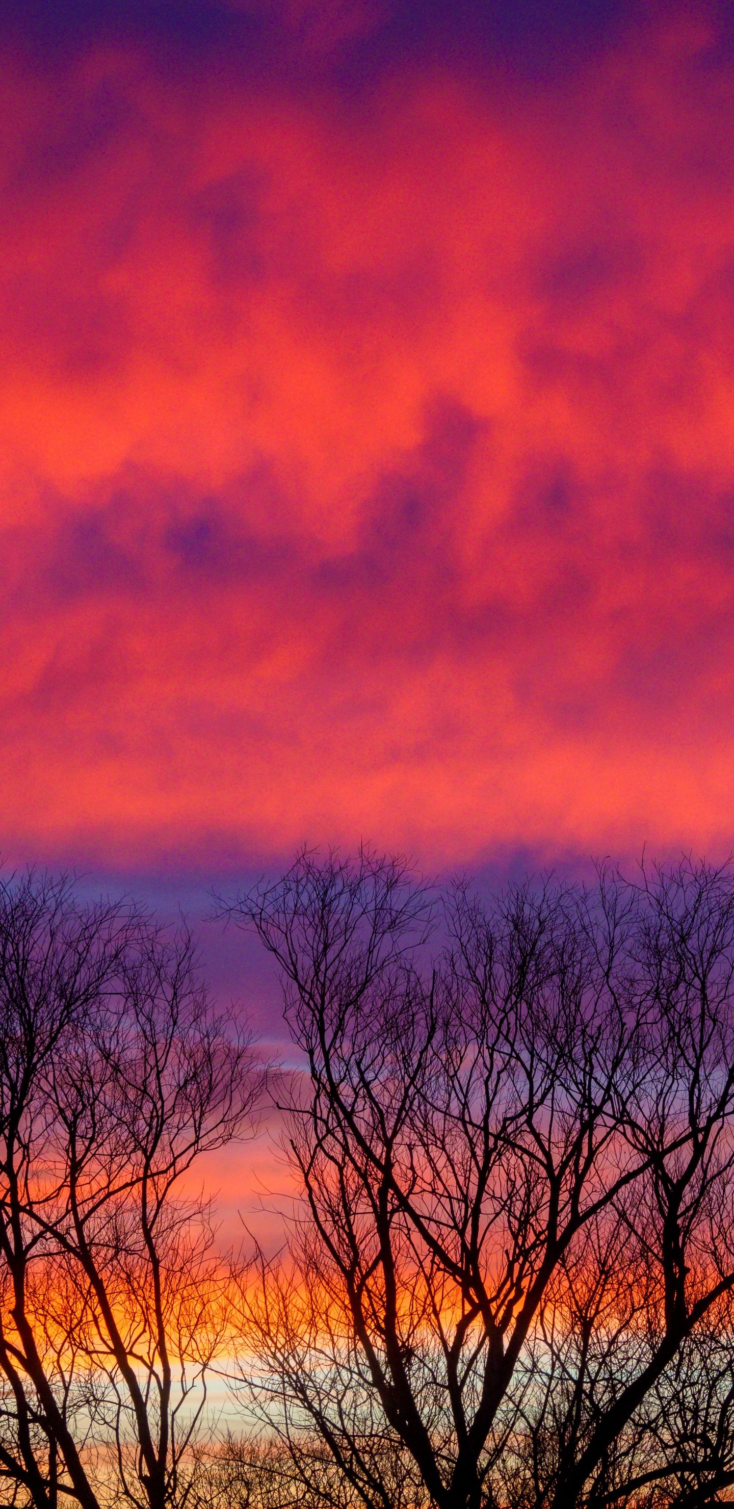Обои облако, сумерки, дерево, восход солнца, атмосфера в разрешении 1440x2960