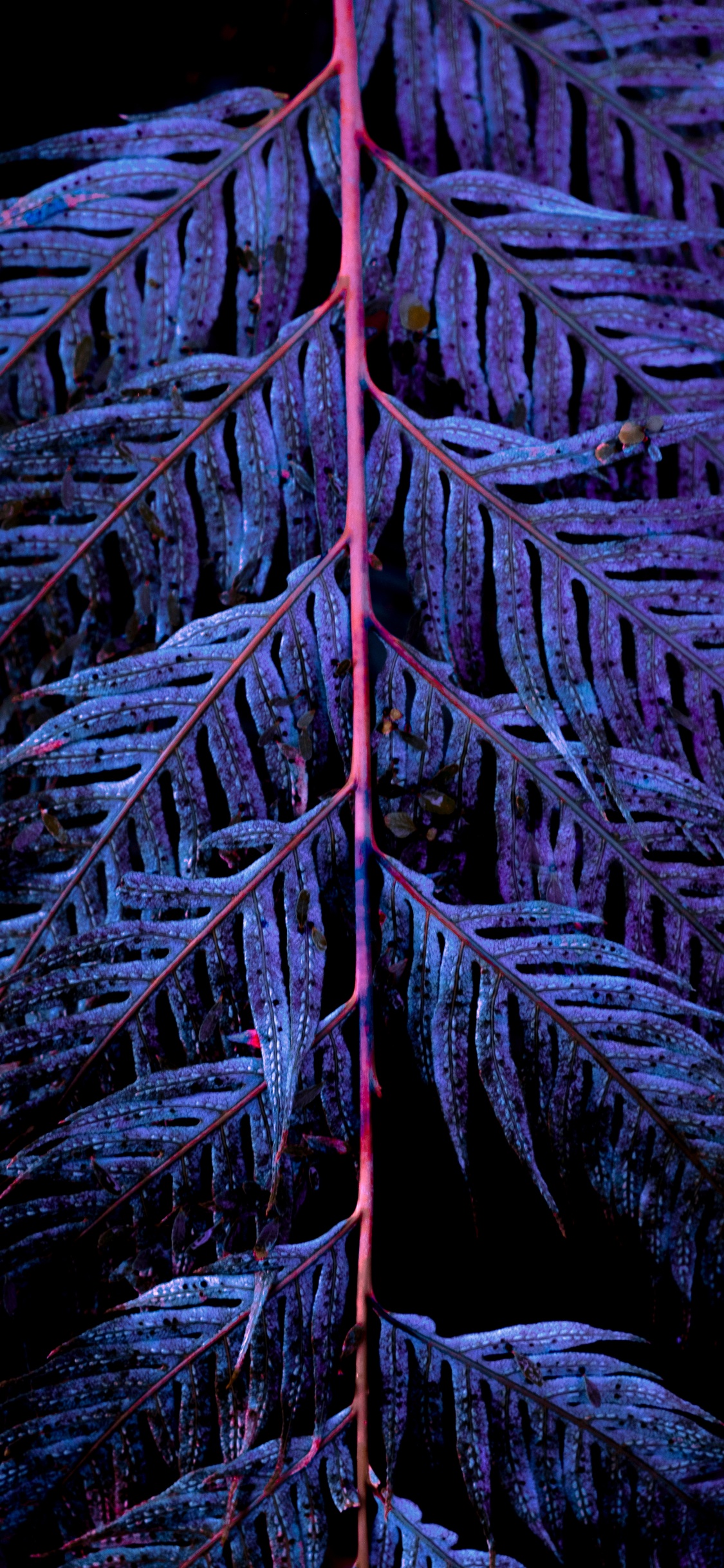 Обои синий, дерево, вода, лист, рок в разрешении 1125x2436