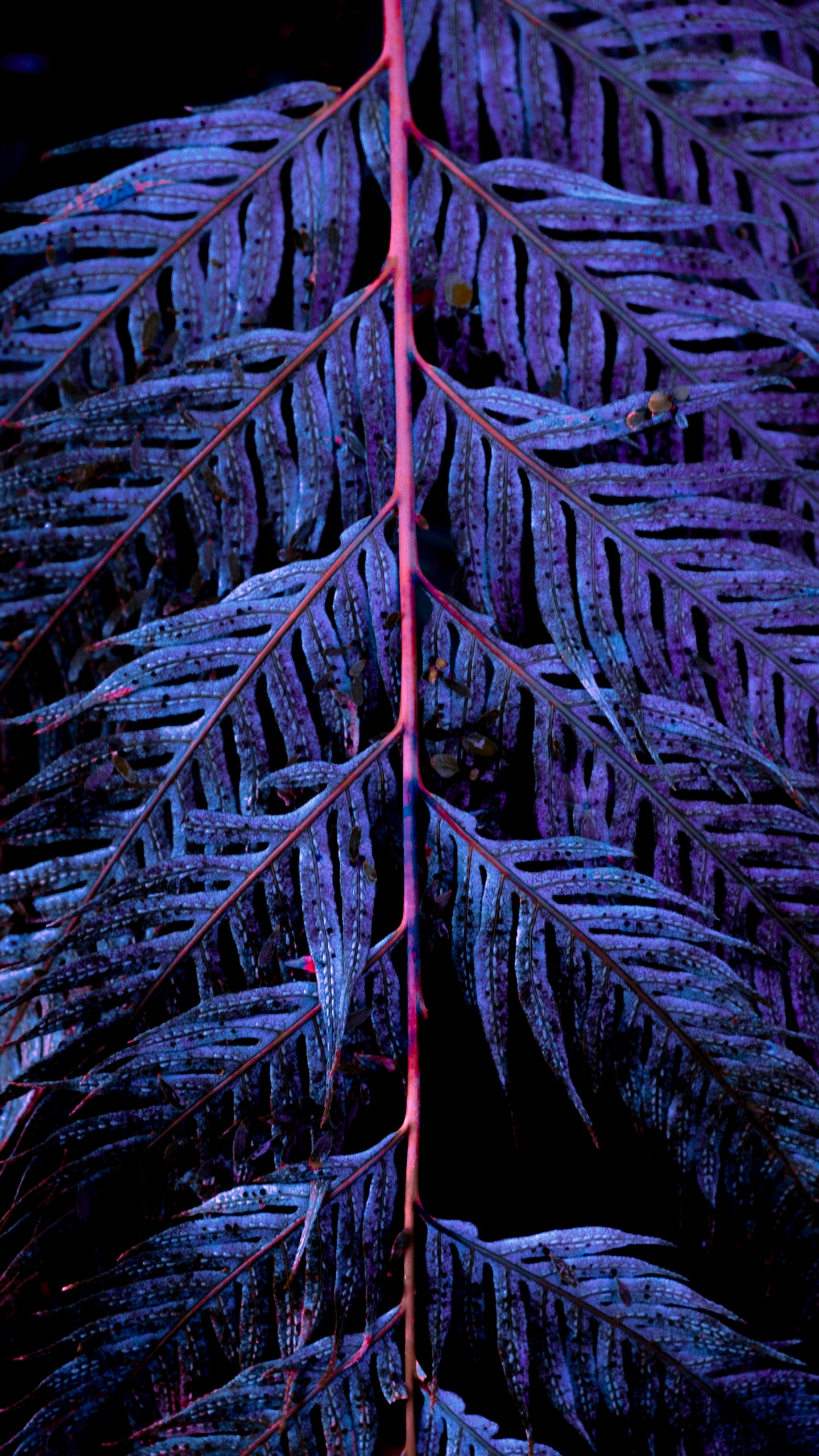 Обои синий, дерево, вода, лист, рок в разрешении 1440x2560