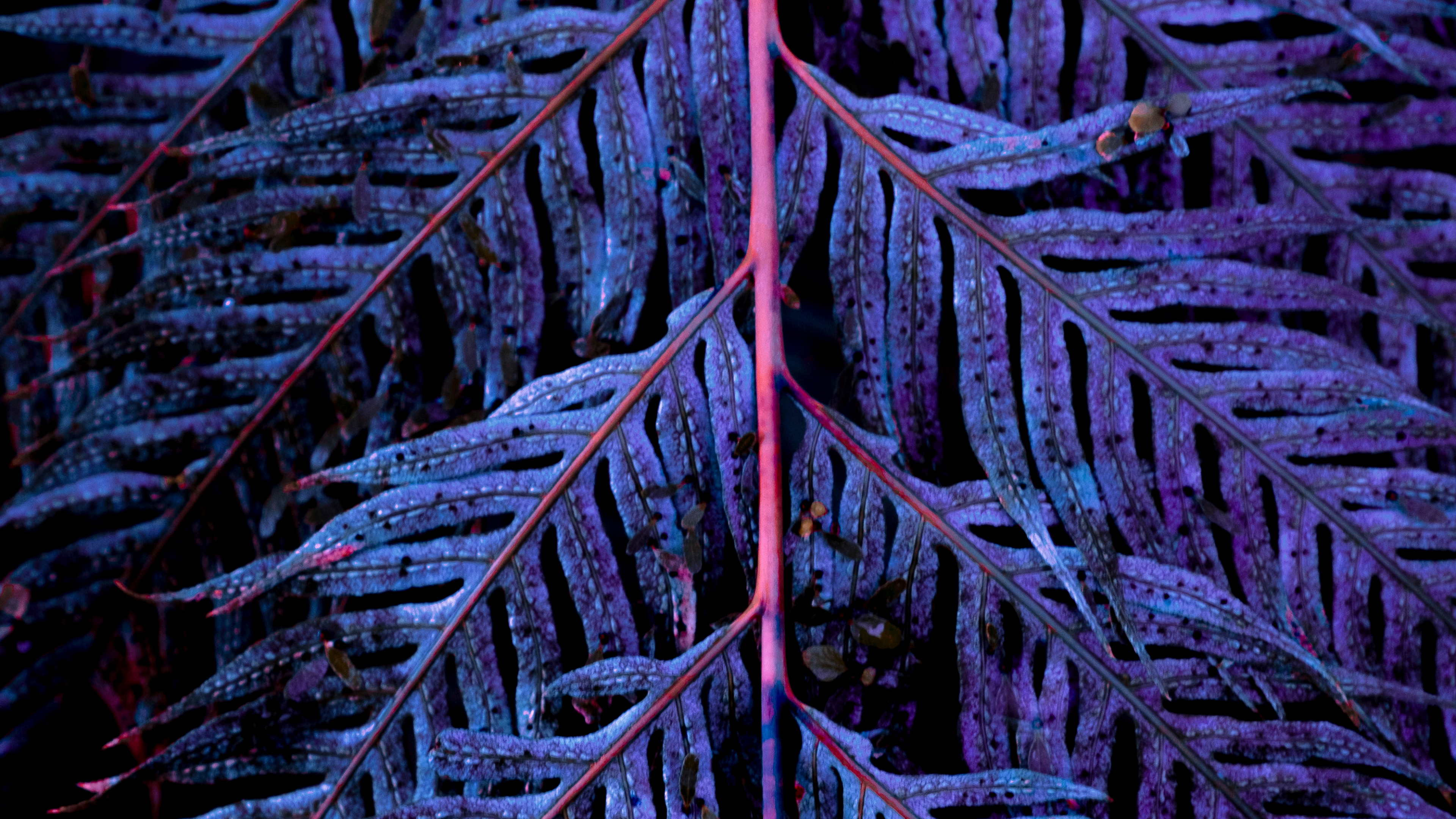 Обои синий, дерево, вода, лист, рок в разрешении 3840x2160