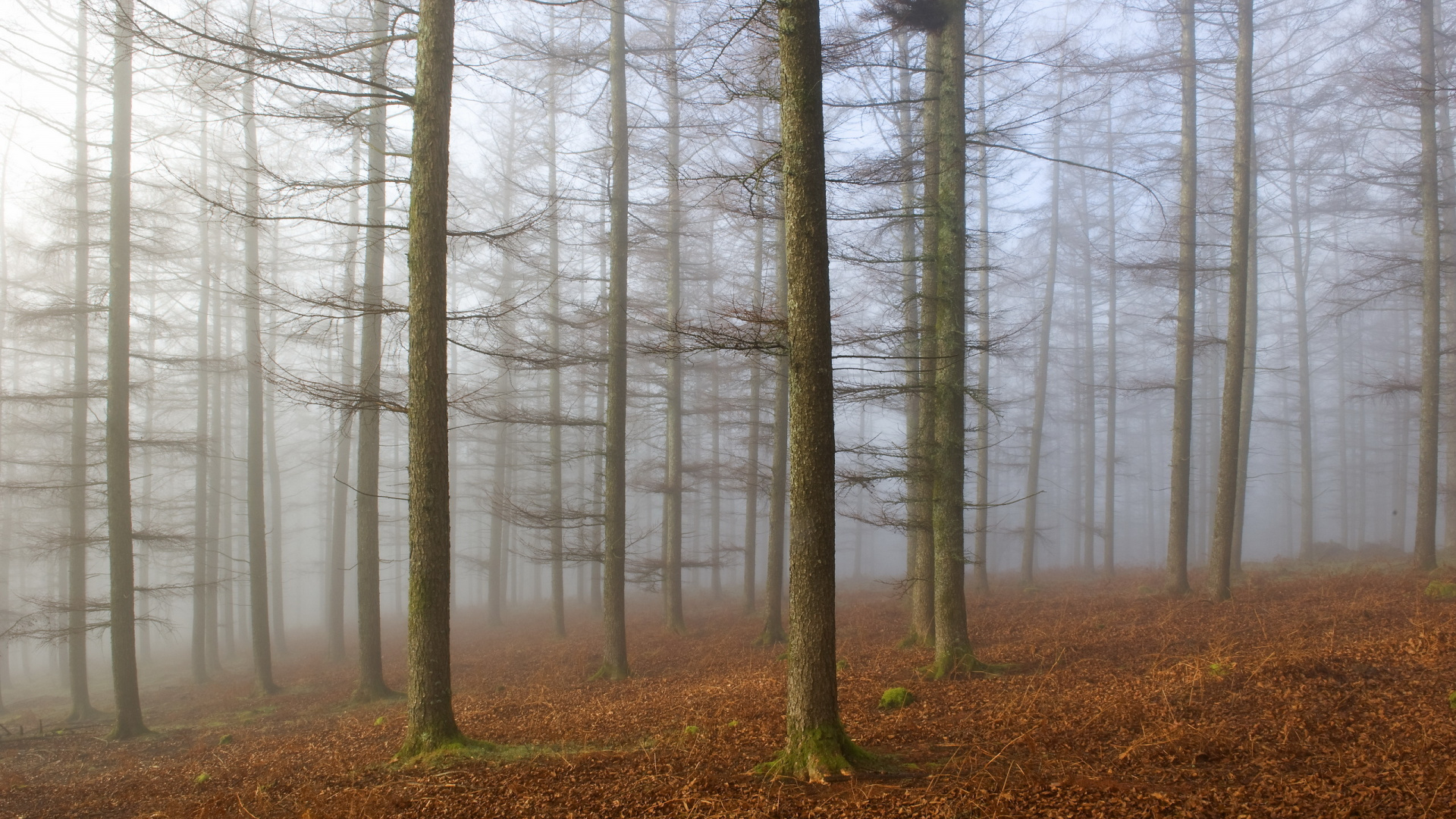 Обои дерево, лес, природа, дымка, лесистая местность в разрешении 1920x1080
