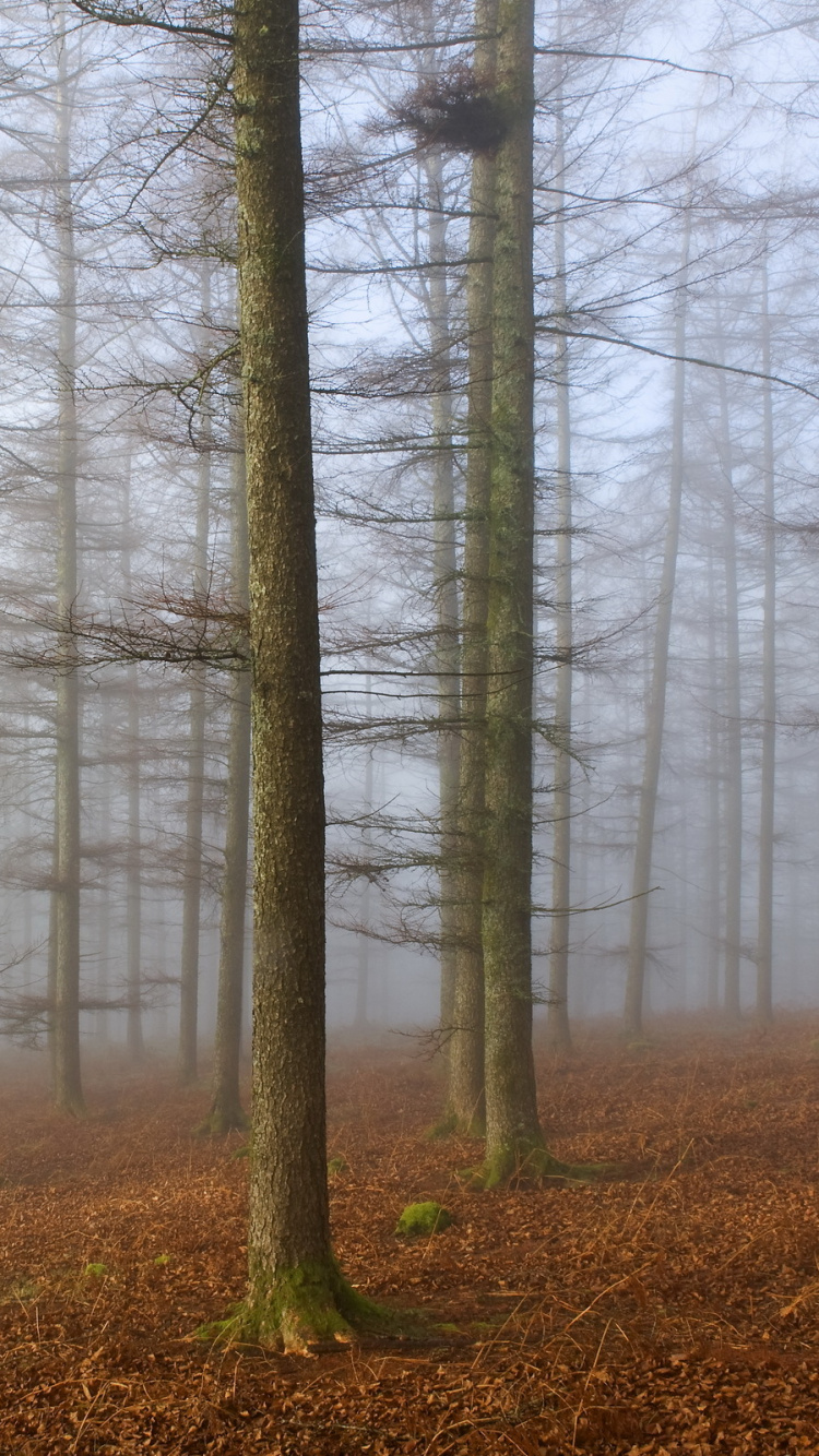 Обои дерево, лес, природа, дымка, лесистая местность в разрешении 750x1334