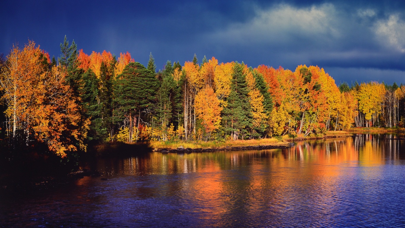 Обои отражение, природа, дерево, вода, лист в разрешении 1366x768