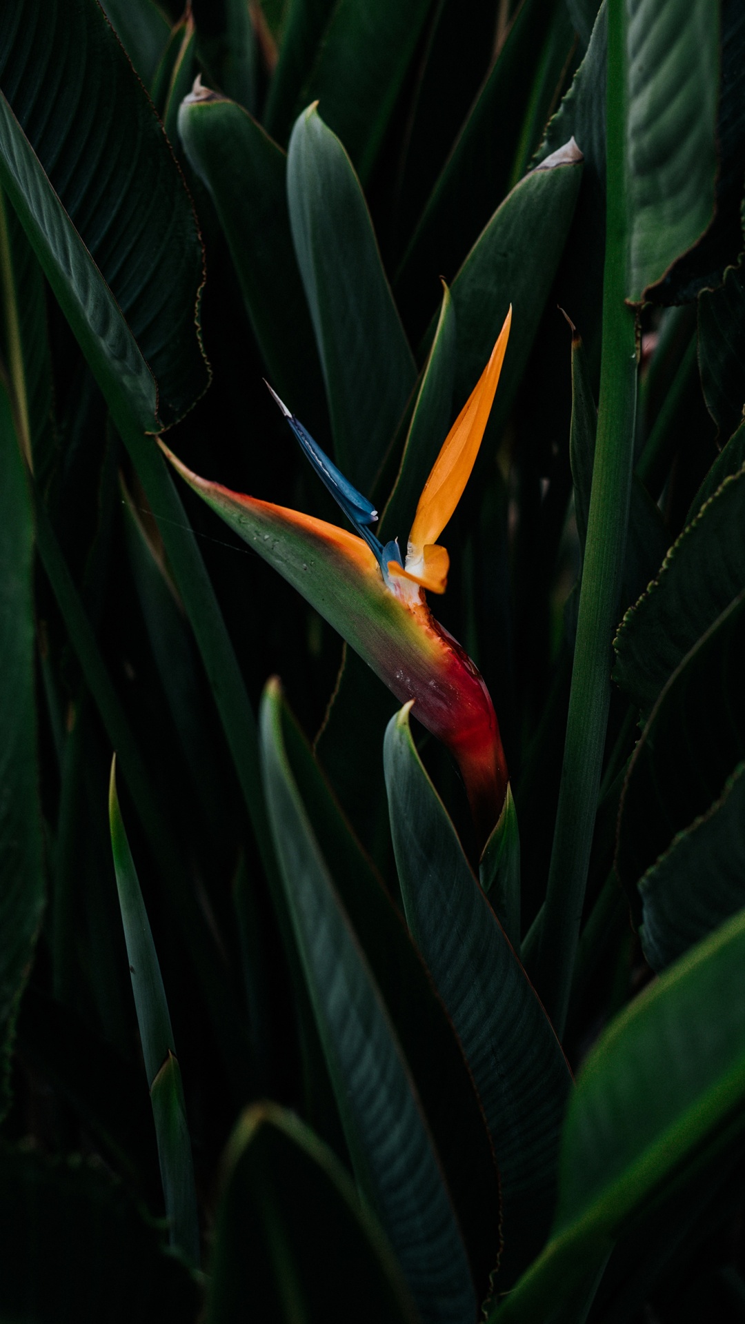 Обои Флора, райская птица, растение, наземное растение, цветковое растение в разрешении 1080x1920