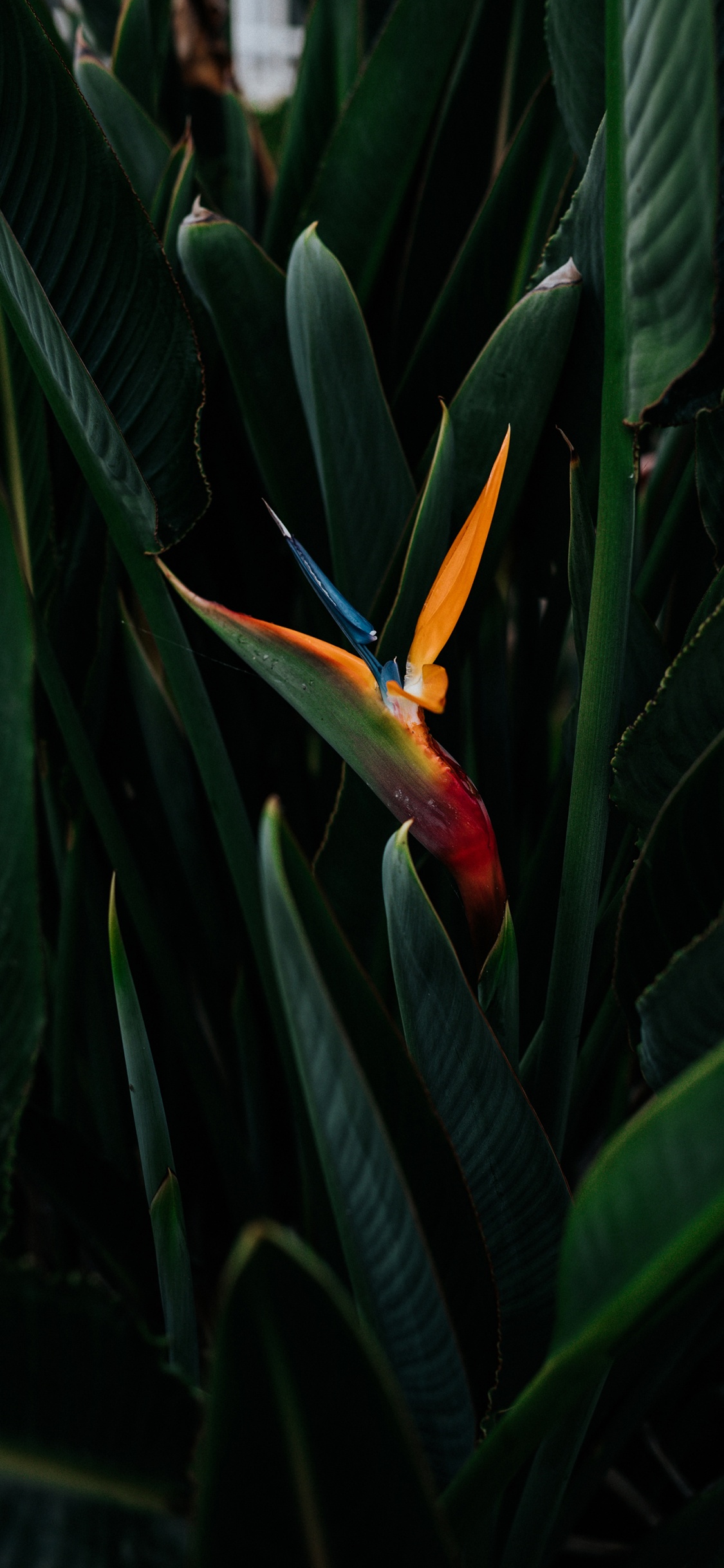 Обои Флора, райская птица, растение, наземное растение, цветковое растение в разрешении 1125x2436