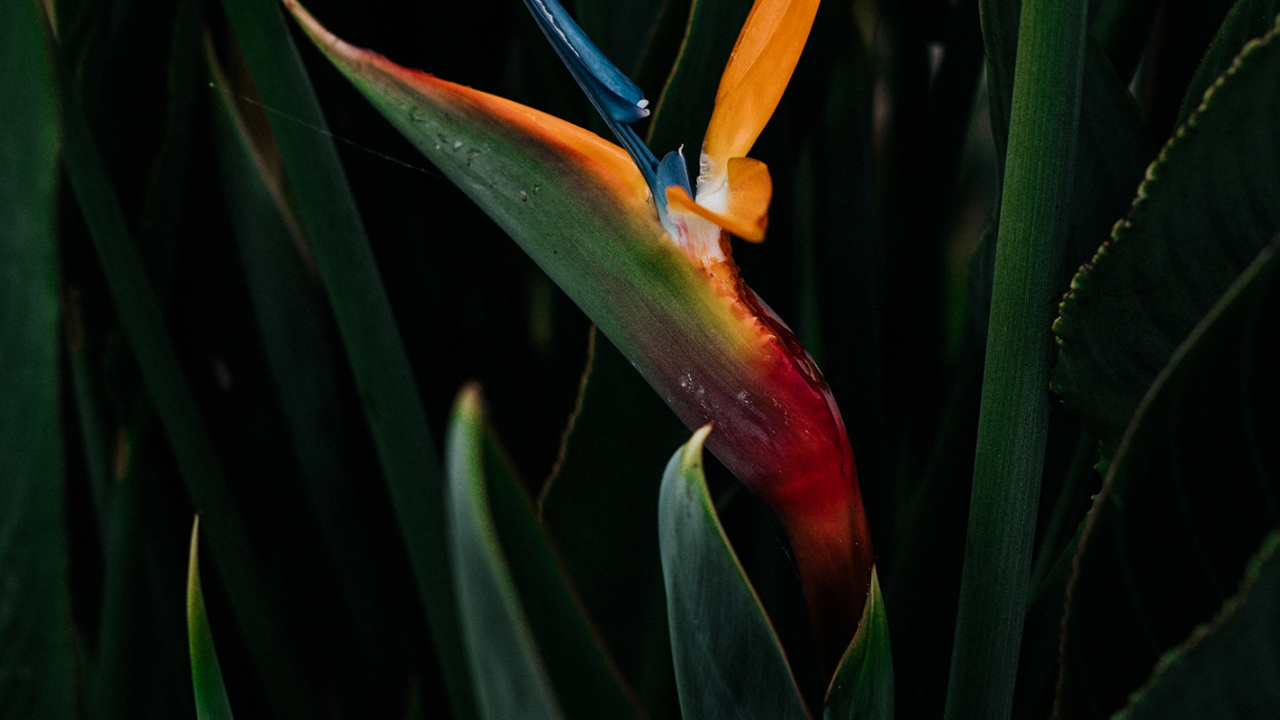 Обои Флора, райская птица, растение, наземное растение, цветковое растение в разрешении 1280x720