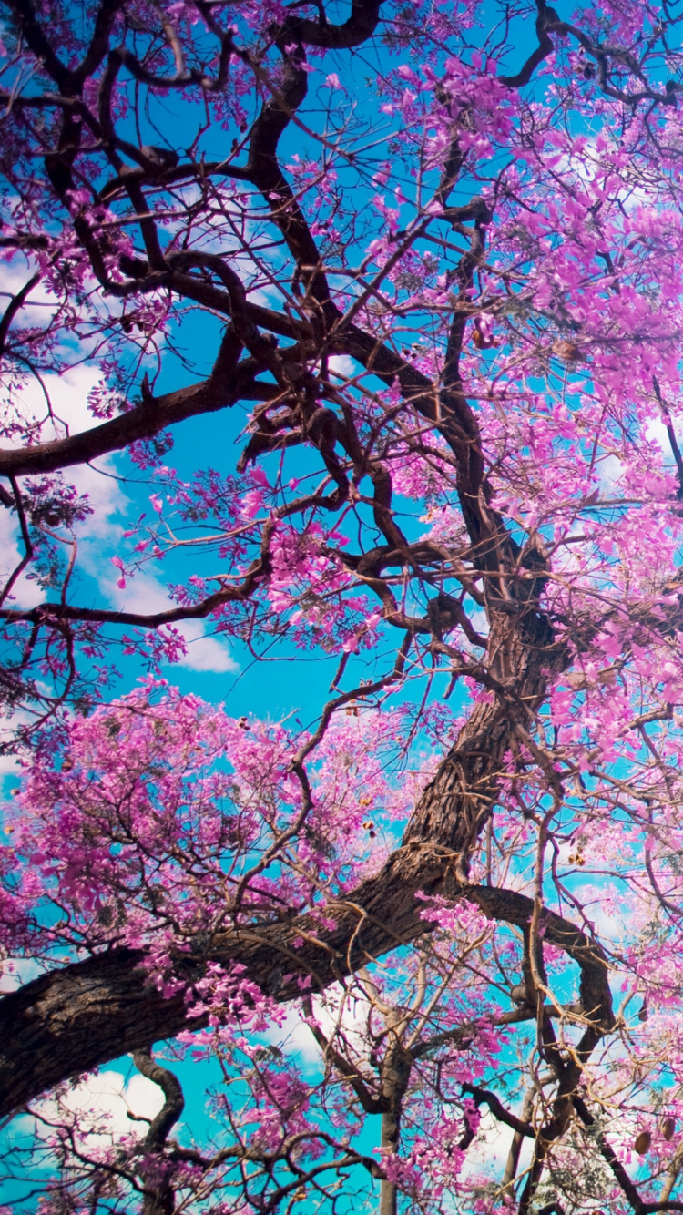 Обои синий, розовый, расцвет, цветение вишни, весна в разрешении 750x1334