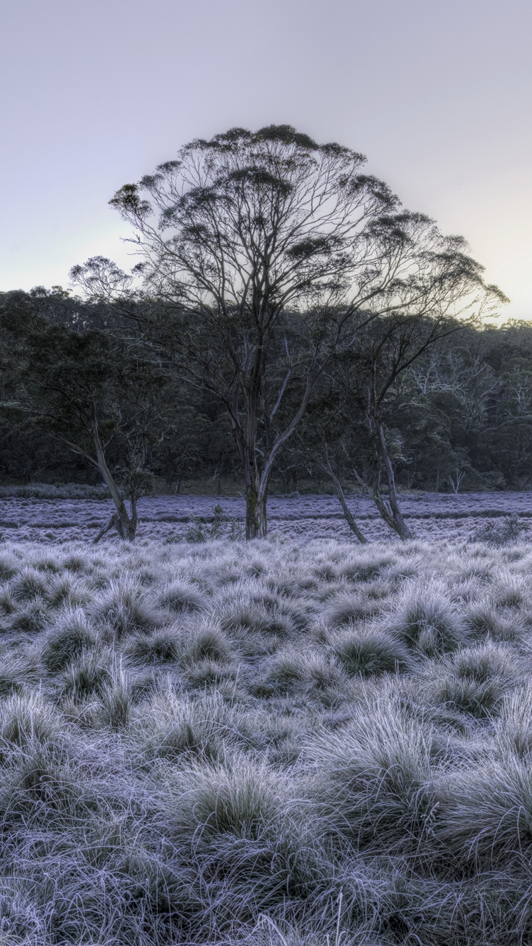 Обои зима Австралия, парк, природа, природный ландшафт, дерево в разрешении 1080x1920