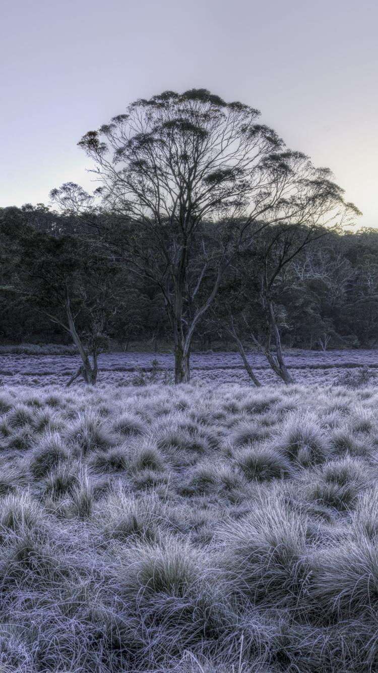 Обои зима Австралия, парк, природа, природный ландшафт, дерево в разрешении 750x1334