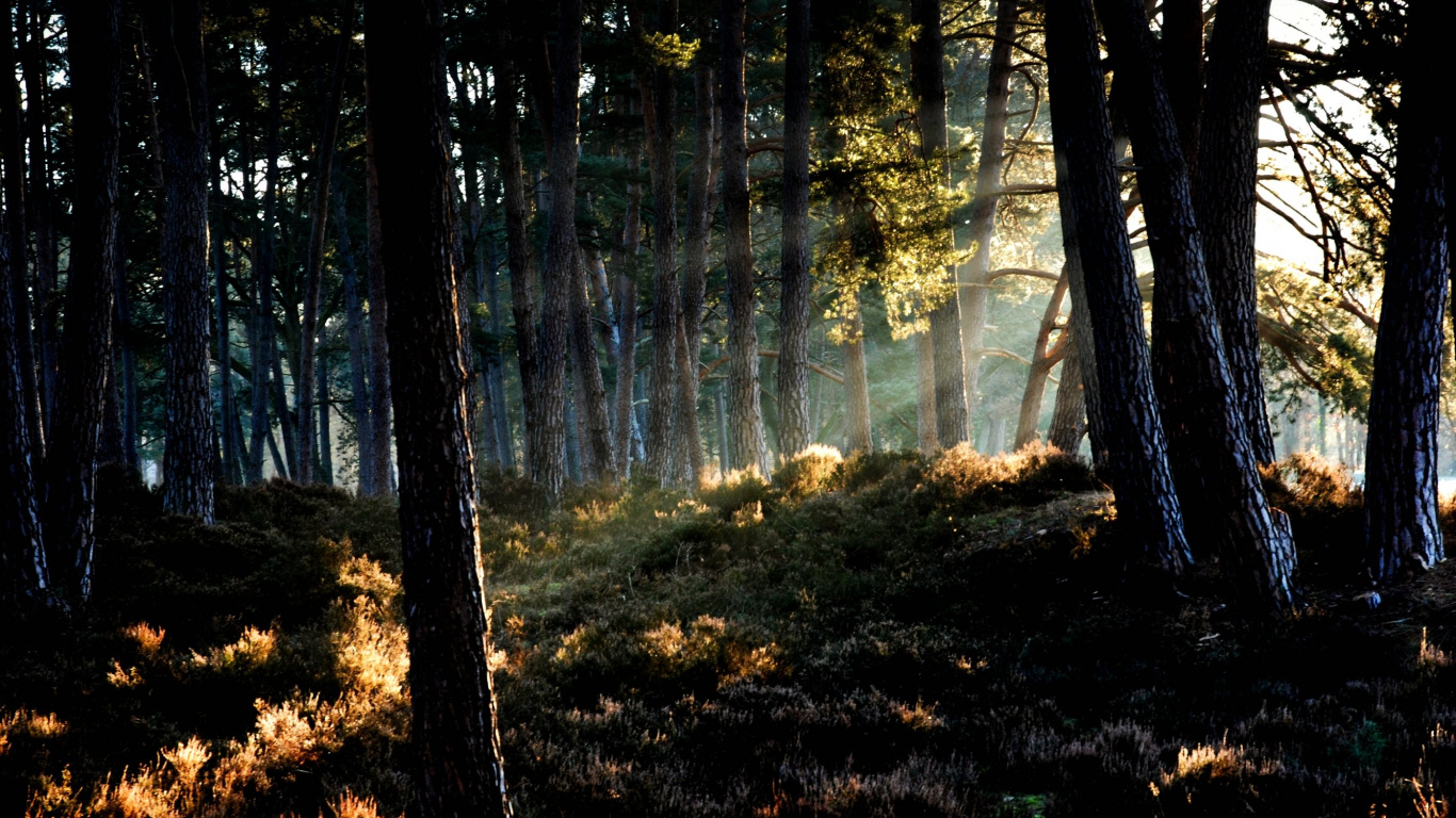 Обои лесистая местность, лес, дерево, природа, экосистема в разрешении 1366x768