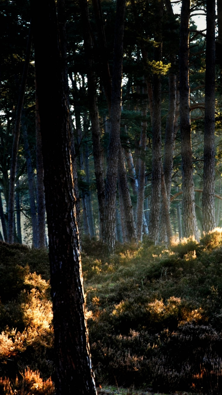 Обои лесистая местность, лес, дерево, природа, экосистема в разрешении 750x1334