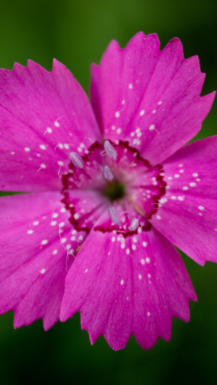 Обои лепесток, полевой цветок, лилиум, Флора, розовые цветы в разрешении 720x1280