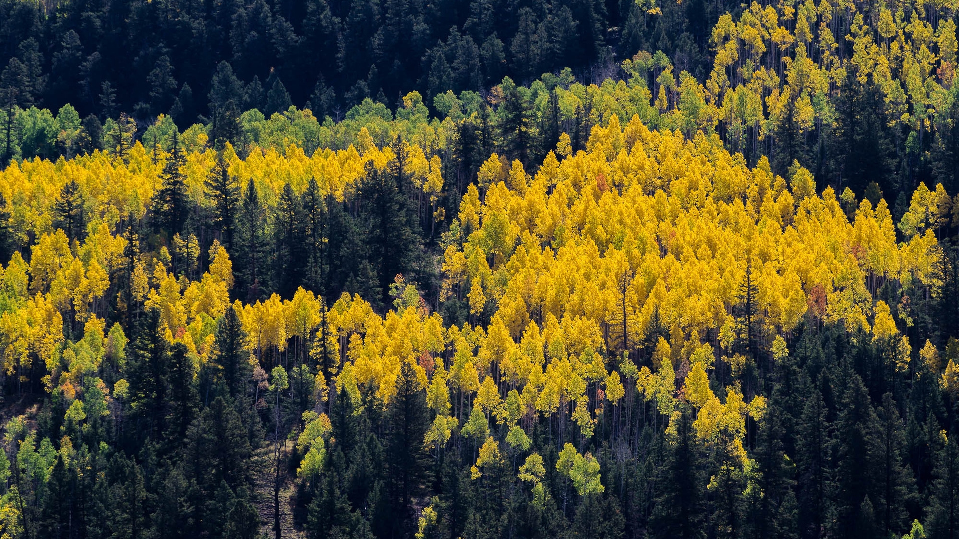 Обои дерево, осина, желтый, листья, ветви в разрешении 1920x1080