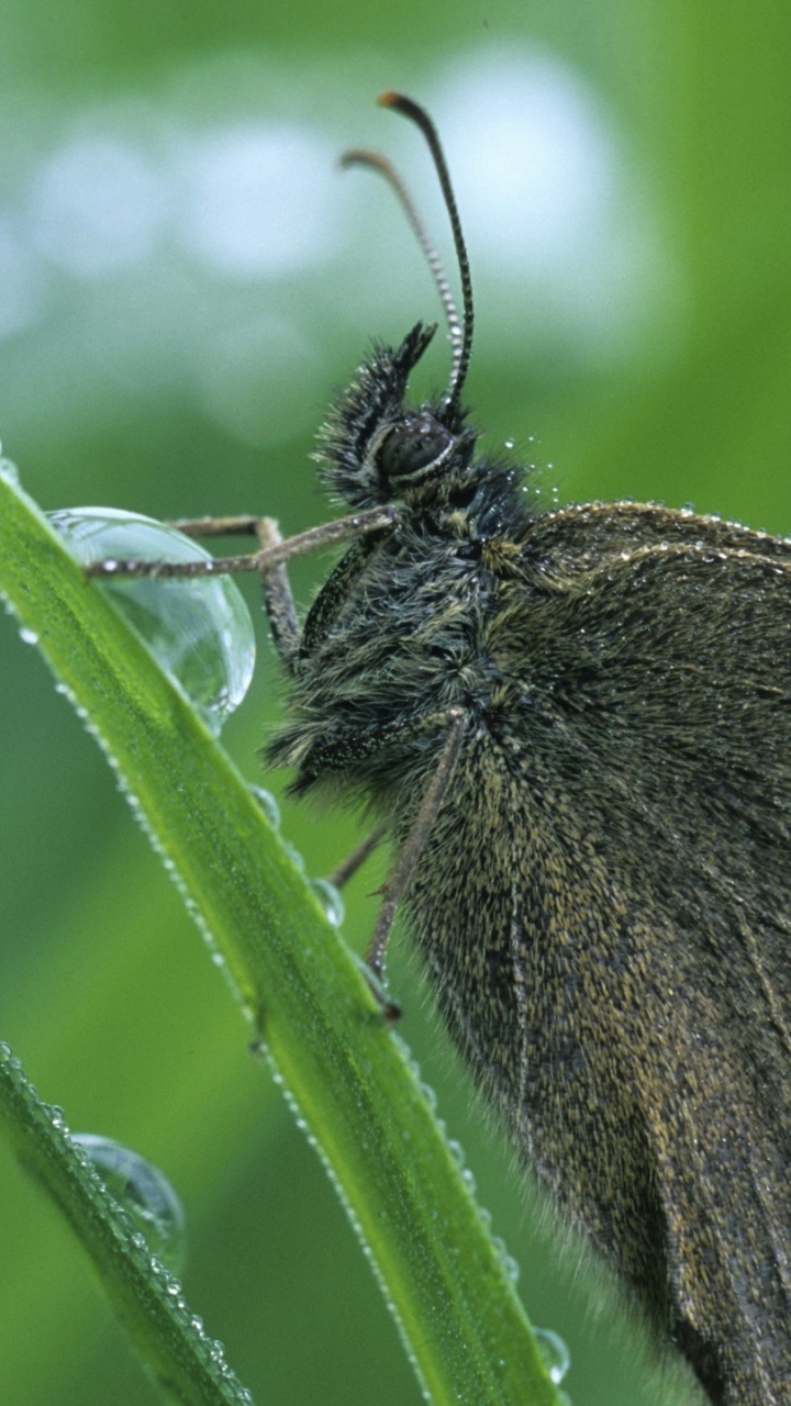 Обои lycaenid, белянок, насекомое, мотыльки и бабочки, бабочка в разрешении 720x1280