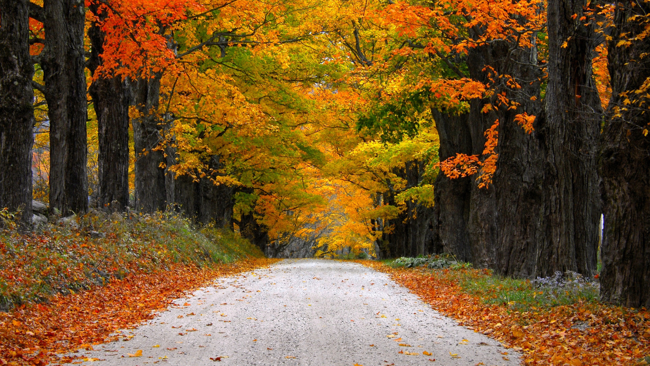 Обои осень, дерево, лист, природа, листопадные в разрешении 1280x720