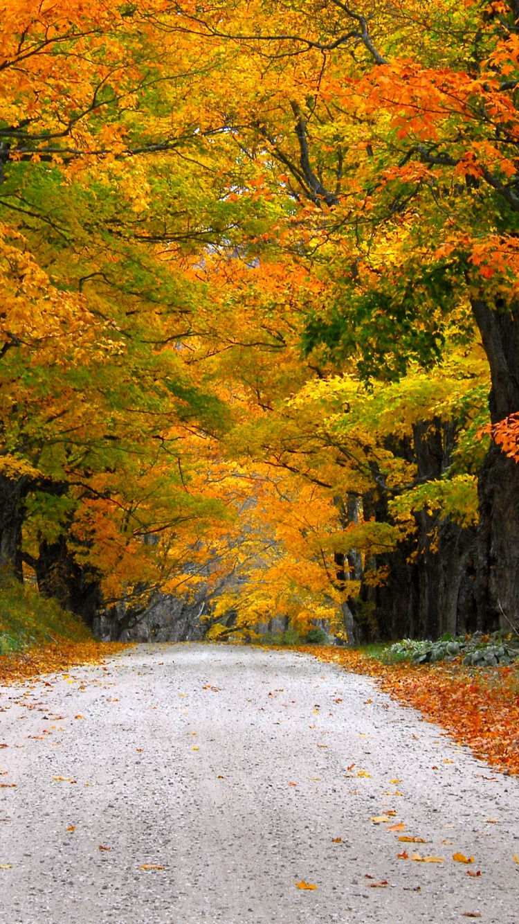 Обои осень, дерево, лист, природа, листопадные в разрешении 750x1334