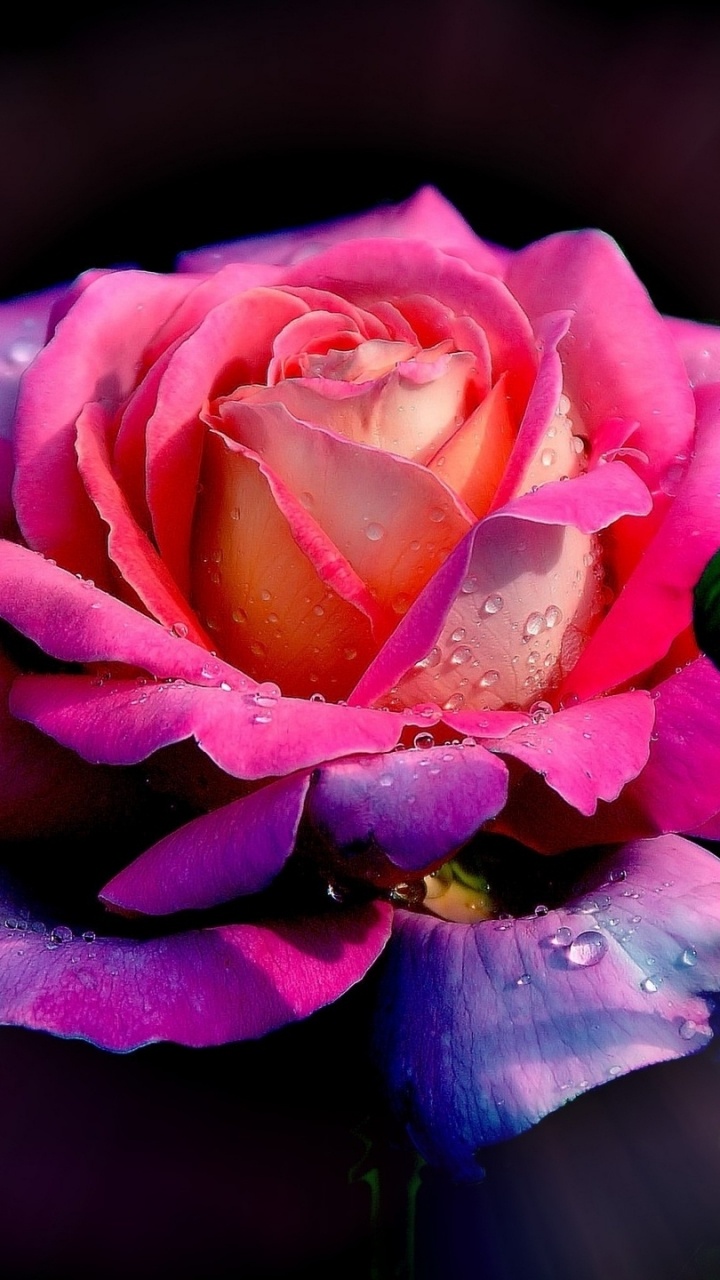 Обои Роза, цветок, цветковое растение, сад роз, лепесток в разрешении 720x1280