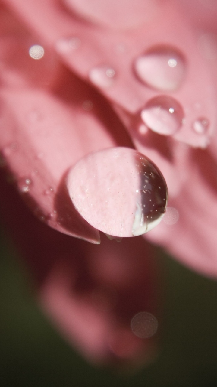 Обои лепесток, вода, влага, роса, падение в разрешении 720x1280