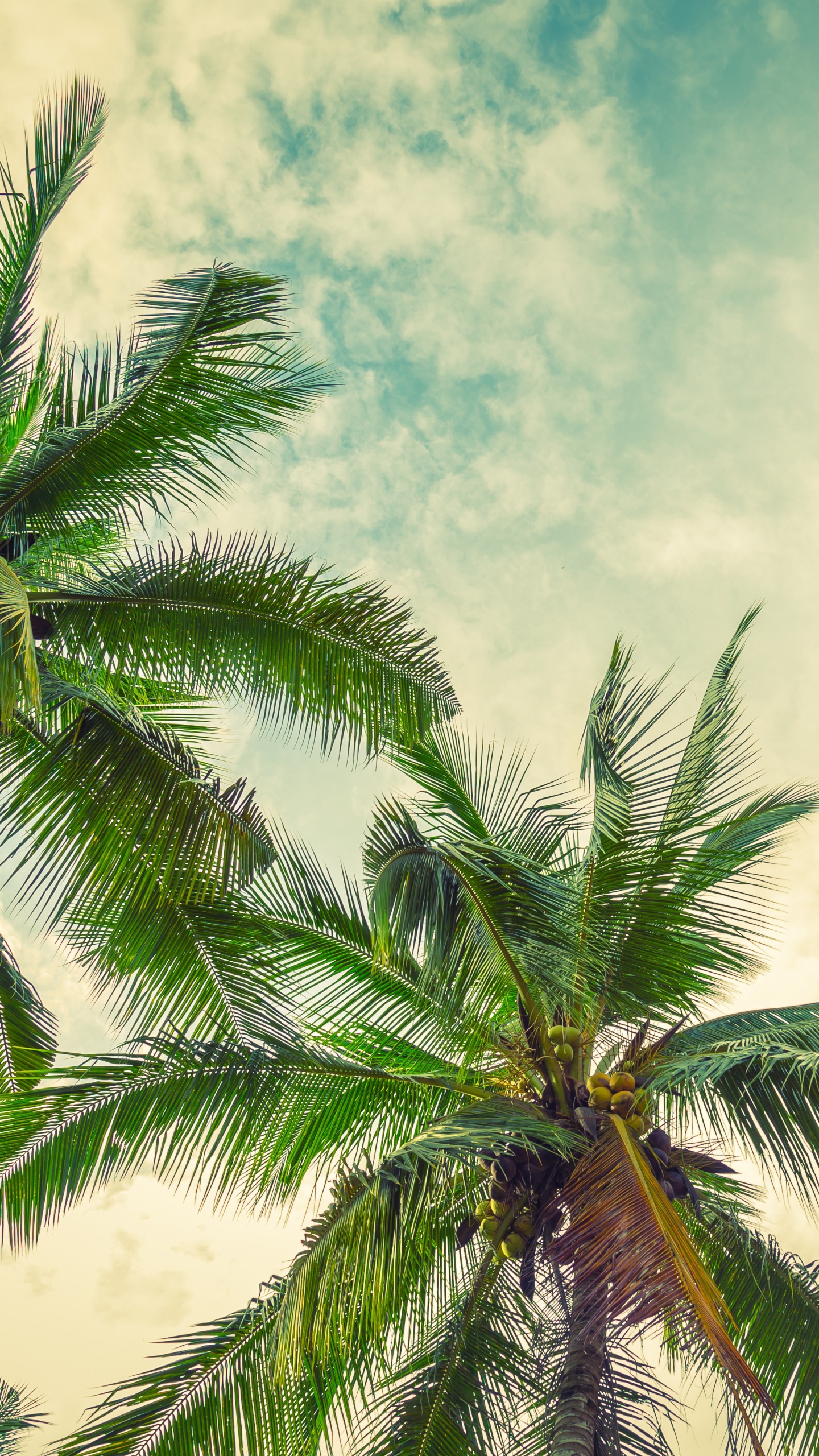 Обои дерево, растительность, Пальма, зеленый, растение в разрешении 1440x2560