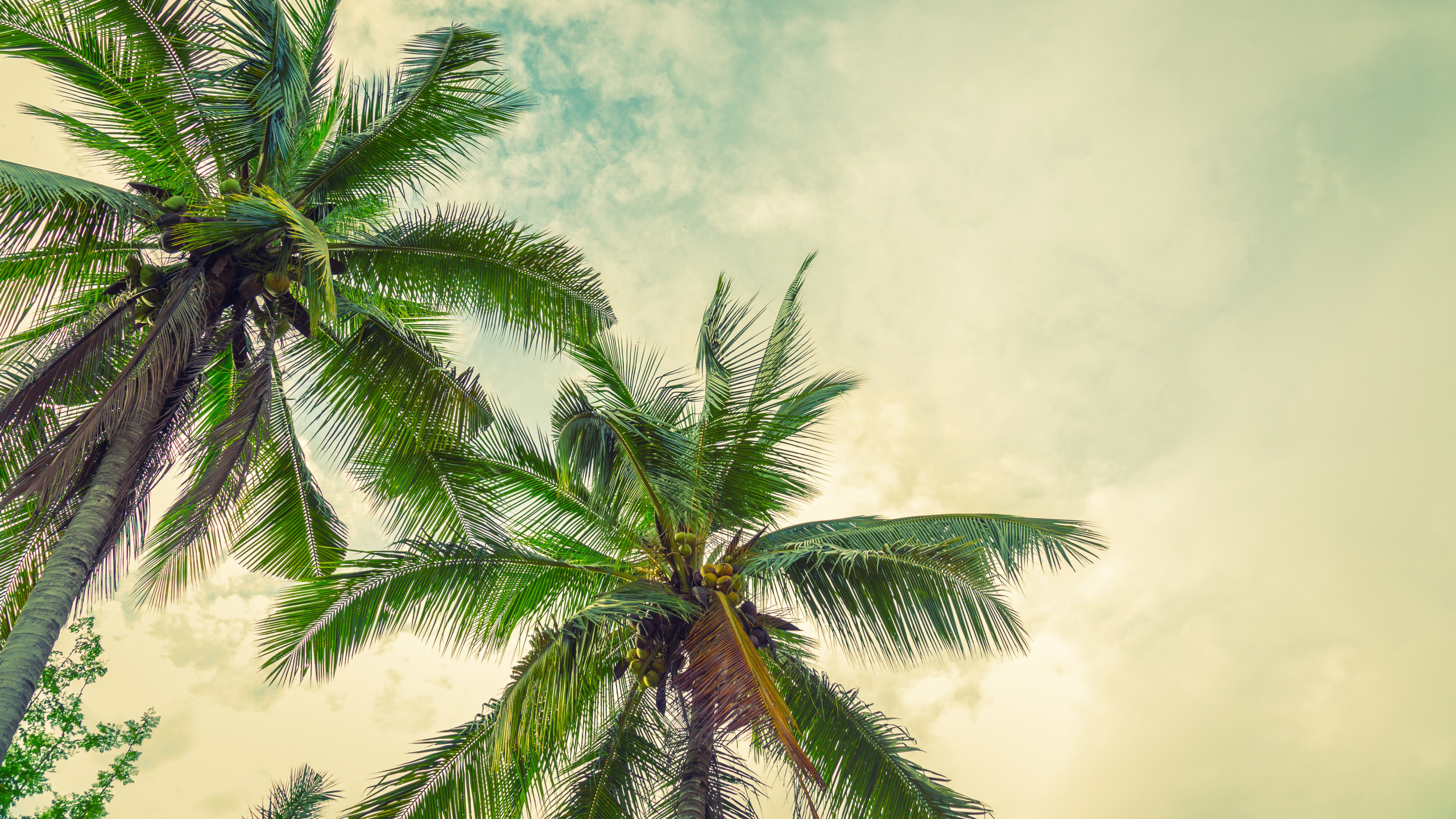 Обои дерево, растительность, Пальма, зеленый, растение в разрешении 2560x1440