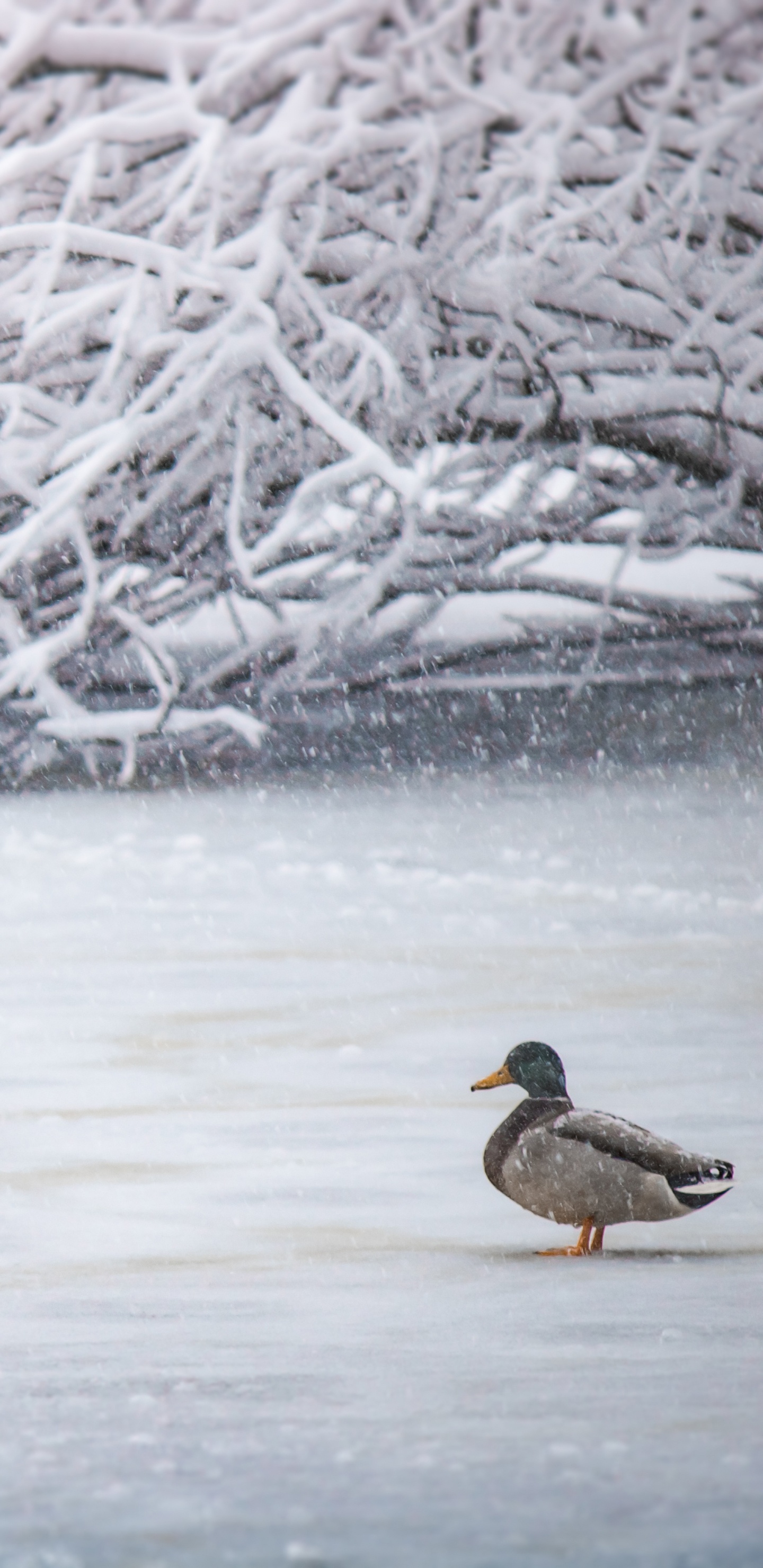 Обои утка, птица, вода, водоплавающие птицы, утки, гуси и лебеди в разрешении 1440x2960