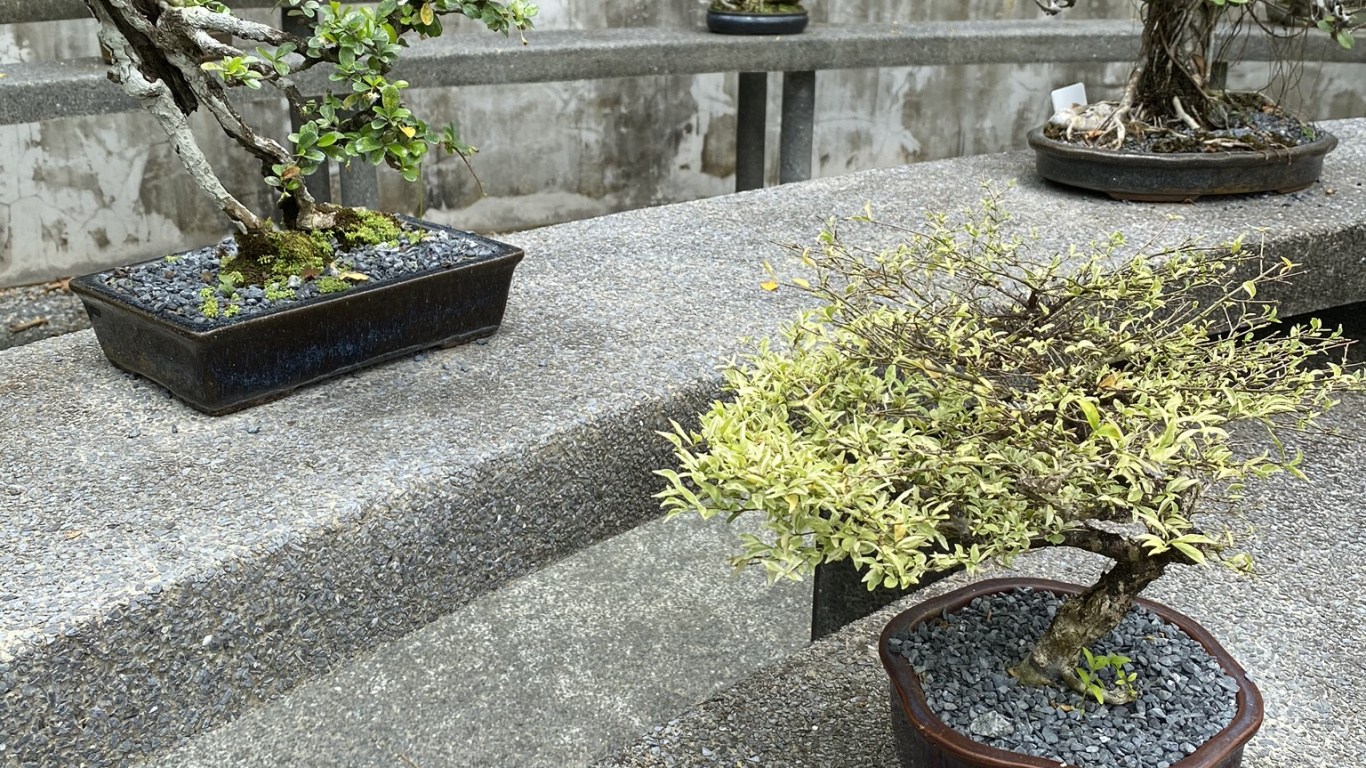 Обои дерево, бонсай, цветочный горшок, растение, сад в разрешении 1366x768
