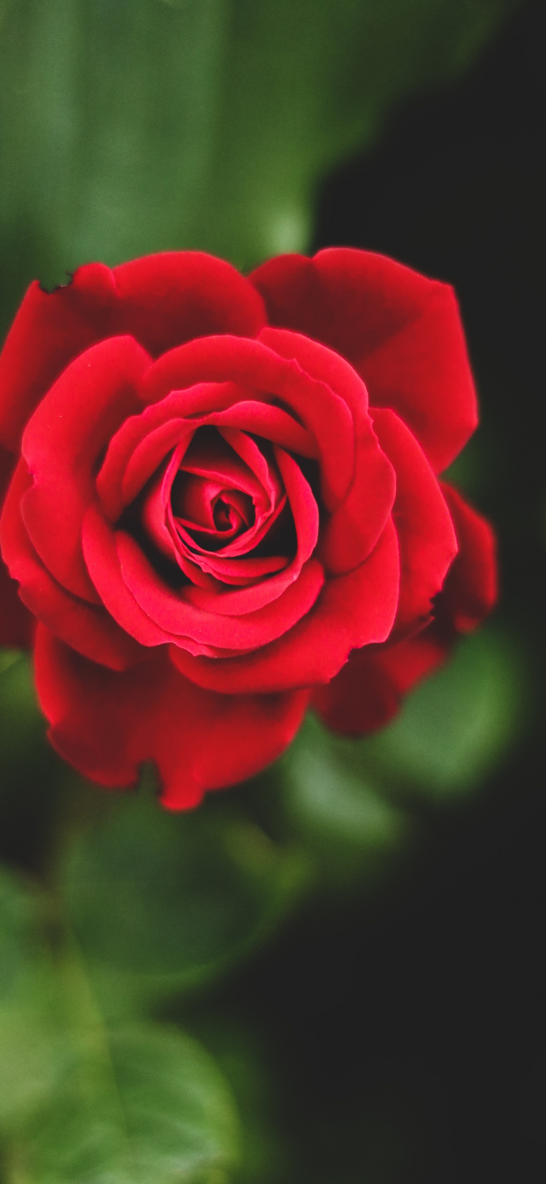 Обои Роза, цветок, красный цвет, цветочный букет, растение в разрешении 1125x2436