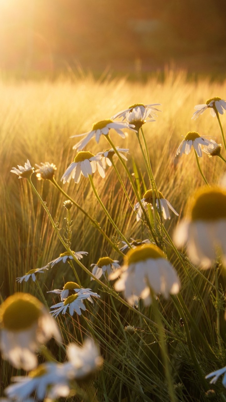 Обои природа, луг, поле, солнечный свет, трава в разрешении 720x1280