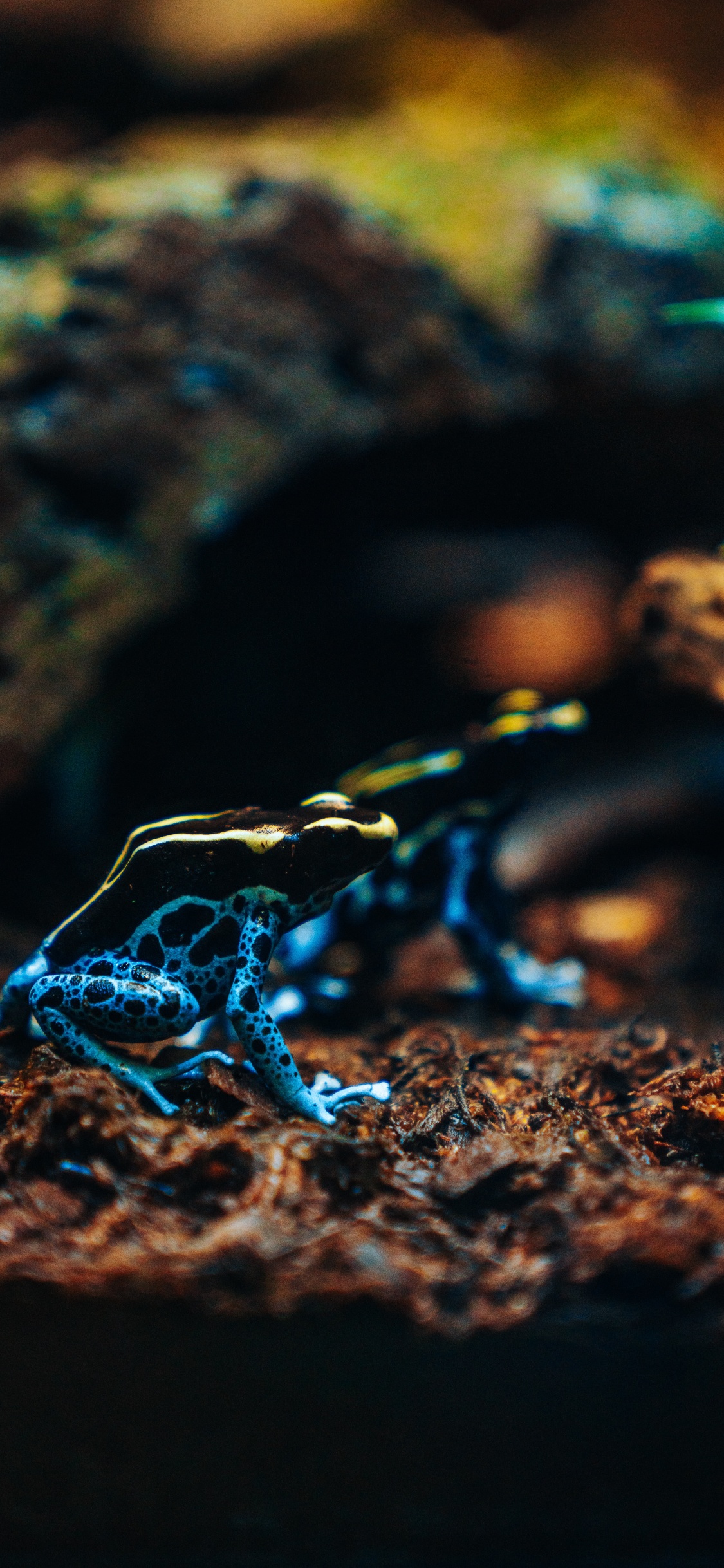 Обои яд Дарт лягушки, электрик, земноводное, крупный план, почва в разрешении 1125x2436