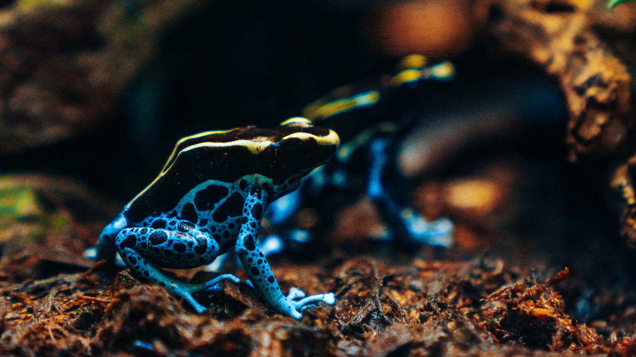 Обои яд Дарт лягушки, электрик, земноводное, крупный план, почва в разрешении 1280x720