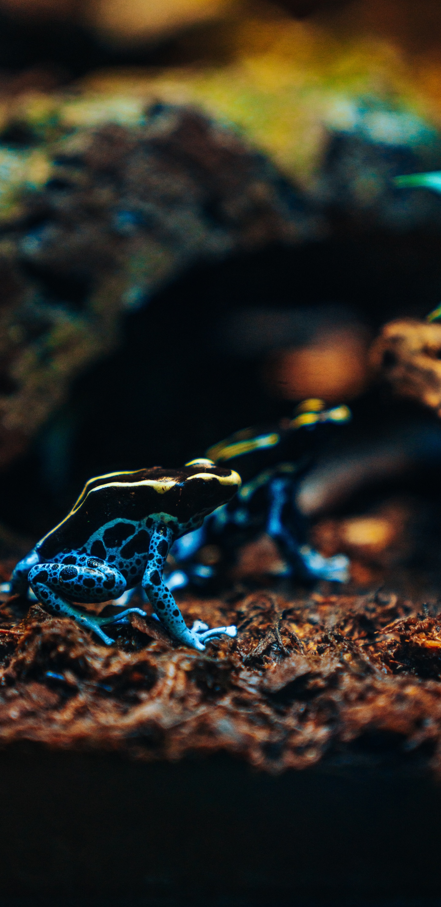 Обои яд Дарт лягушки, электрик, земноводное, крупный план, почва в разрешении 1440x2960