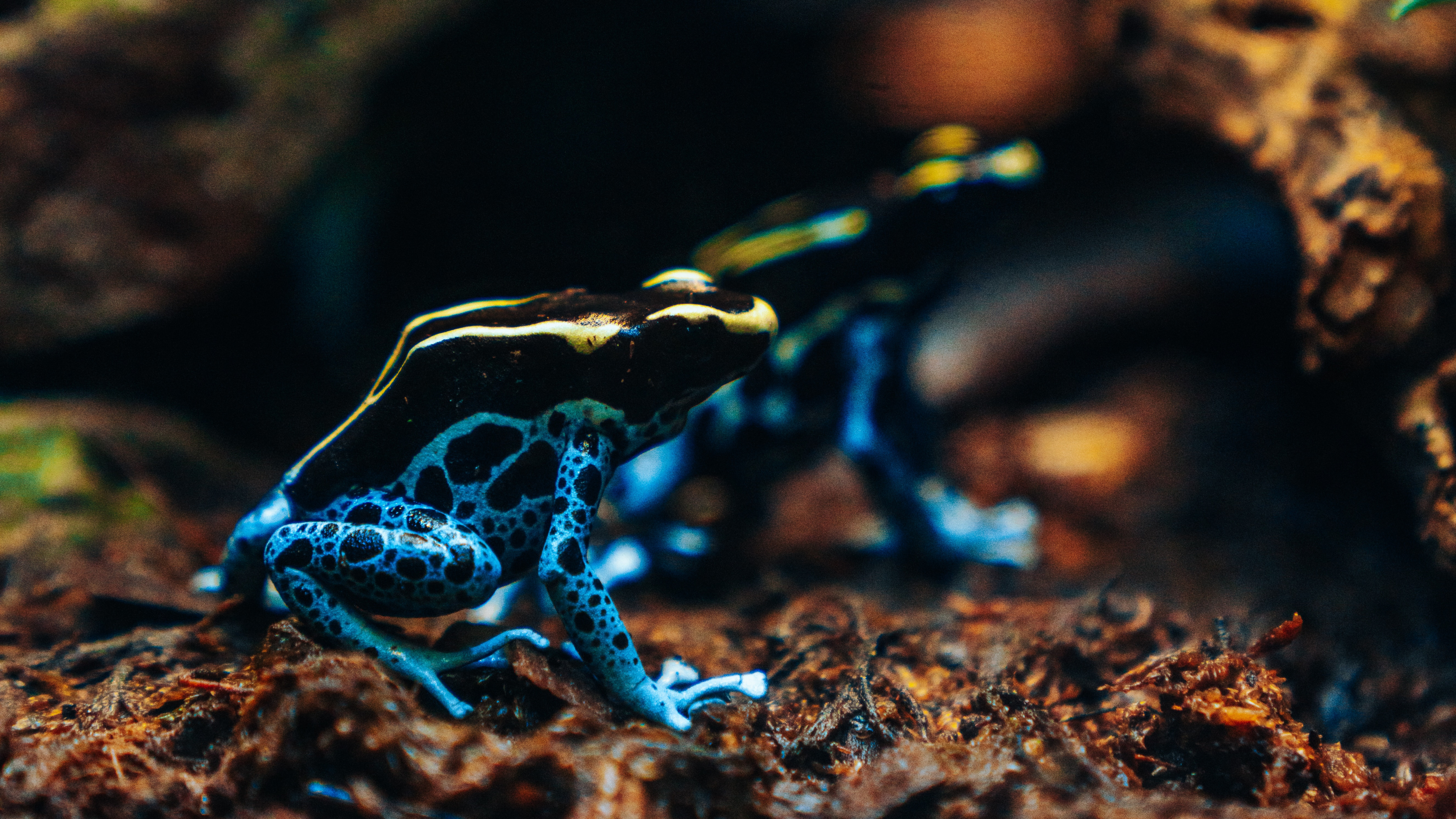 Обои яд Дарт лягушки, электрик, земноводное, крупный план, почва в разрешении 3840x2160
