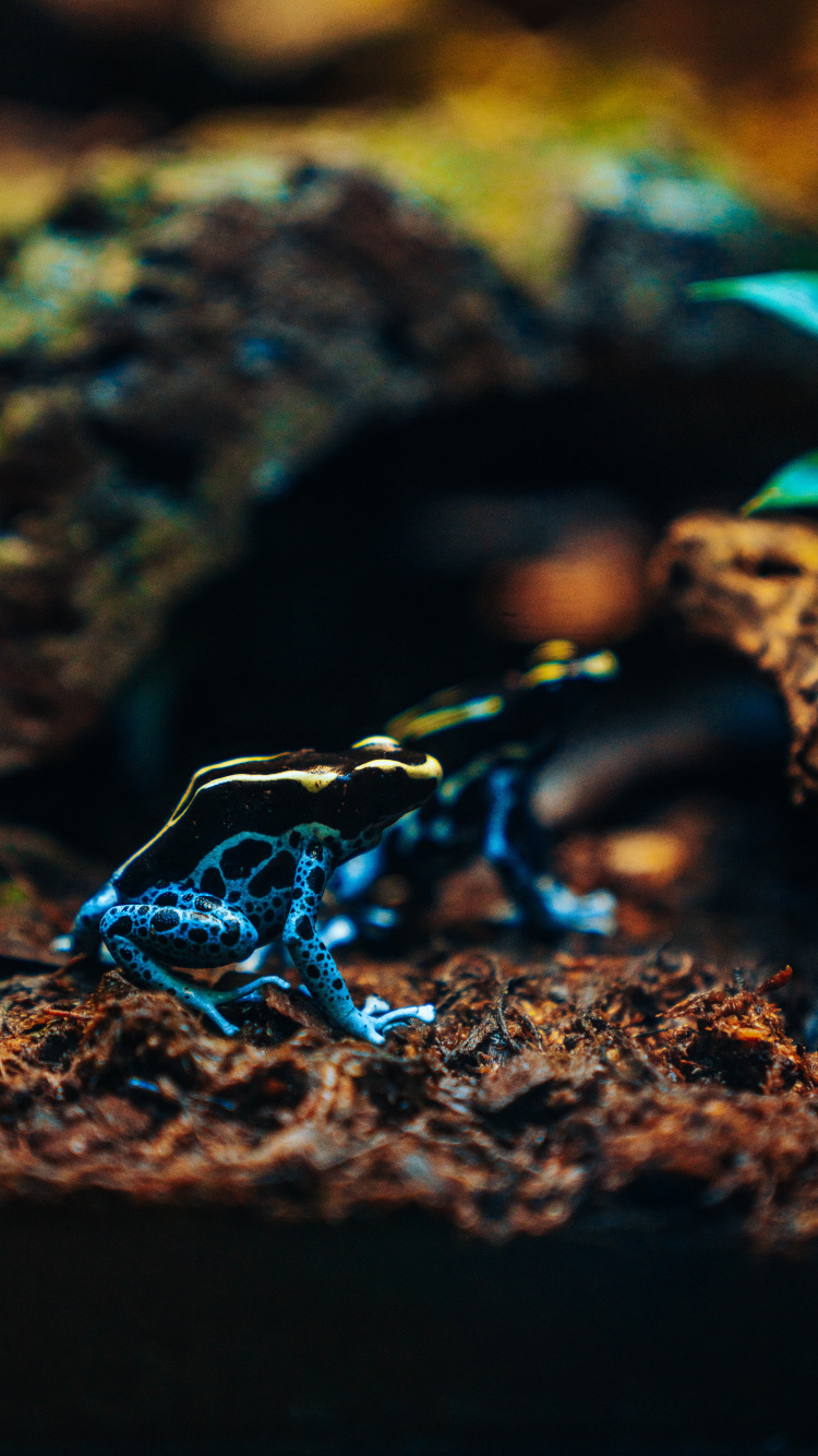 Обои яд Дарт лягушки, электрик, земноводное, крупный план, почва в разрешении 750x1334