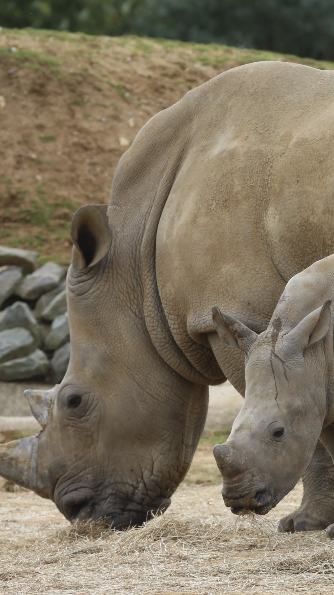 Обои носорог, наземные животные, живая природа, рог, сафари в разрешении 1080x1920