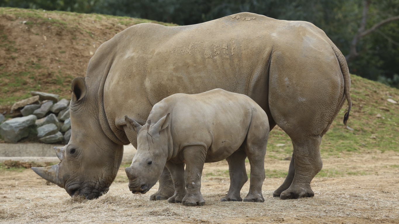 Обои носорог, наземные животные, живая природа, рог, сафари в разрешении 1366x768