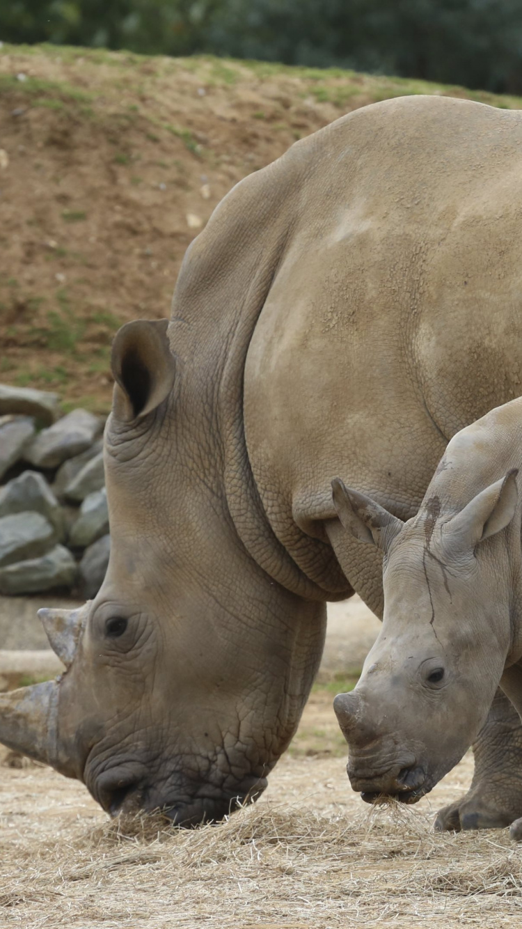 Обои носорог, наземные животные, живая природа, рог, сафари в разрешении 750x1334