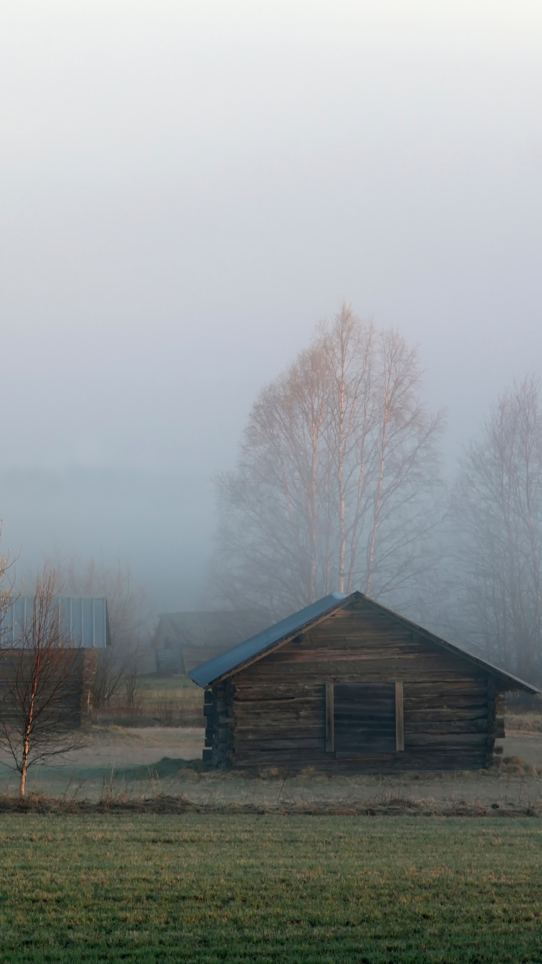 Обои дымка, туман, утро, дерево, атмосфера в разрешении 1080x1920
