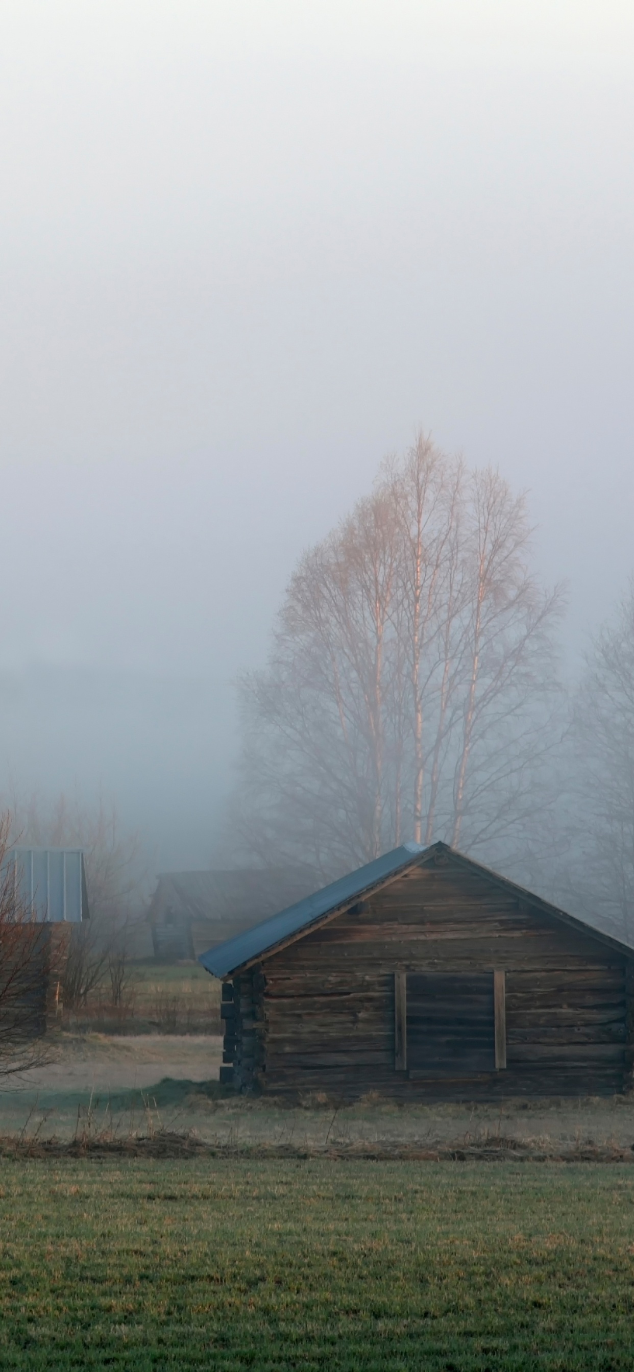 Обои дымка, туман, утро, дерево, атмосфера в разрешении 1242x2688