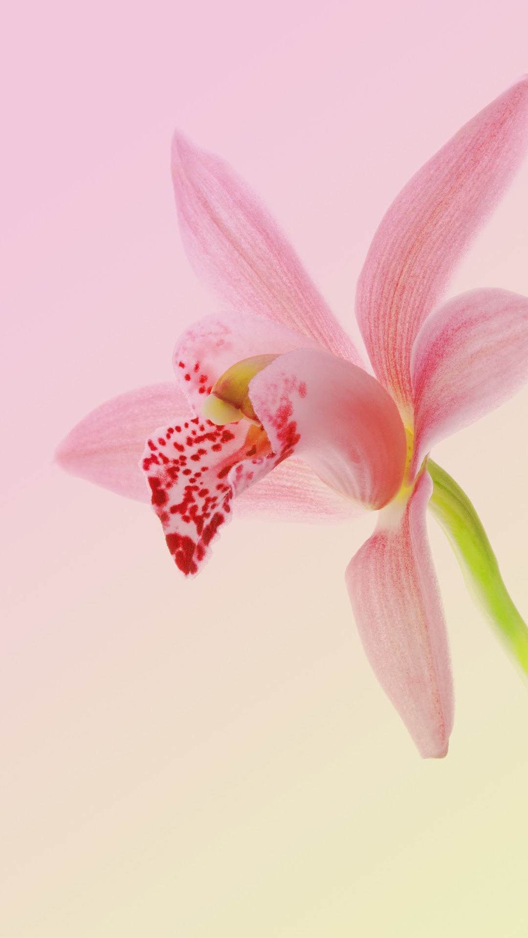 Обои Huawei, Huawei Nova, Huawei Nova 2, Huawei fresh 2 Подробнее, андроид в разрешении 1080x1920