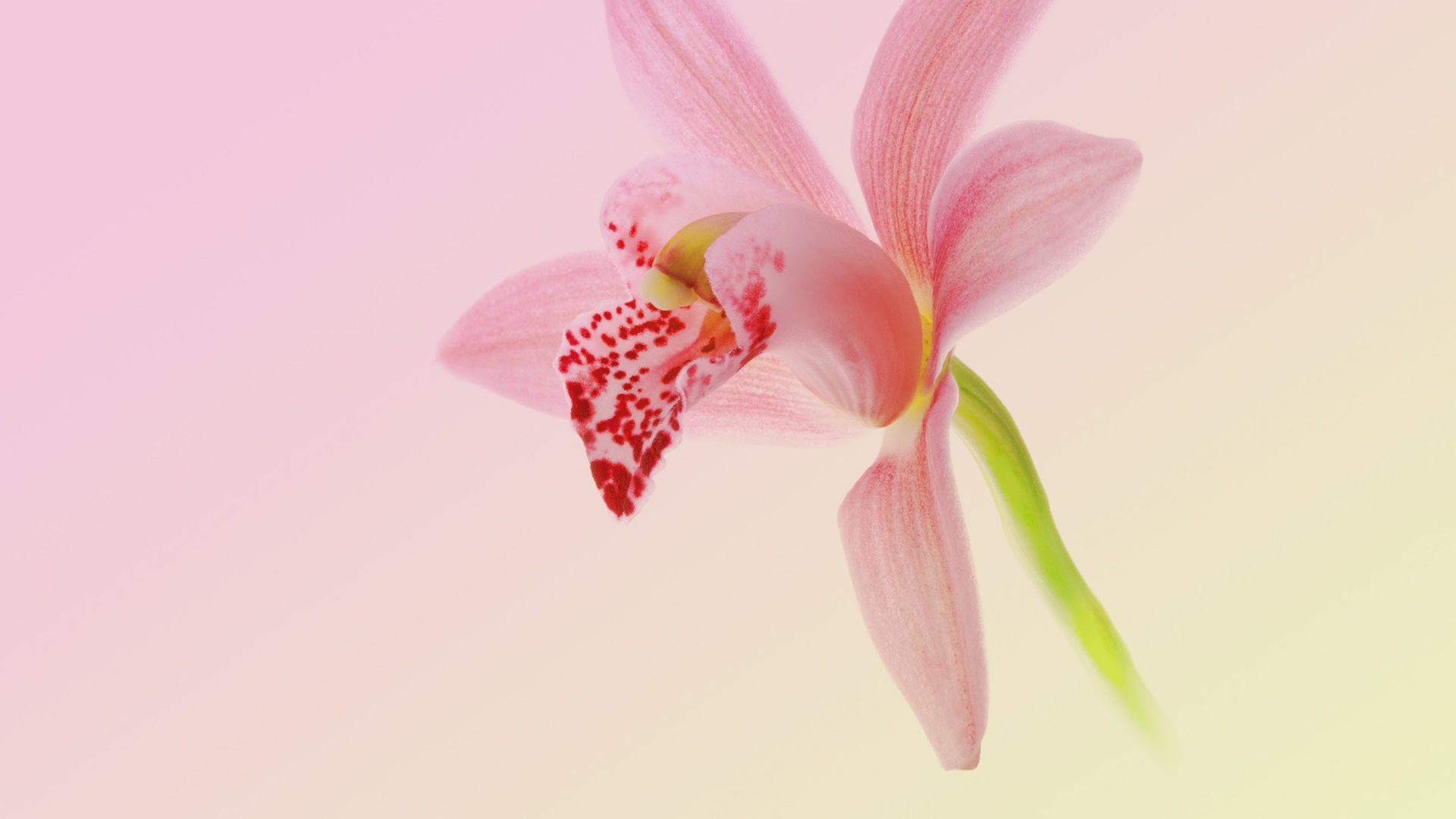 Обои Huawei, Huawei Nova, Huawei Nova 2, Huawei fresh 2 Подробнее, андроид в разрешении 1920x1080