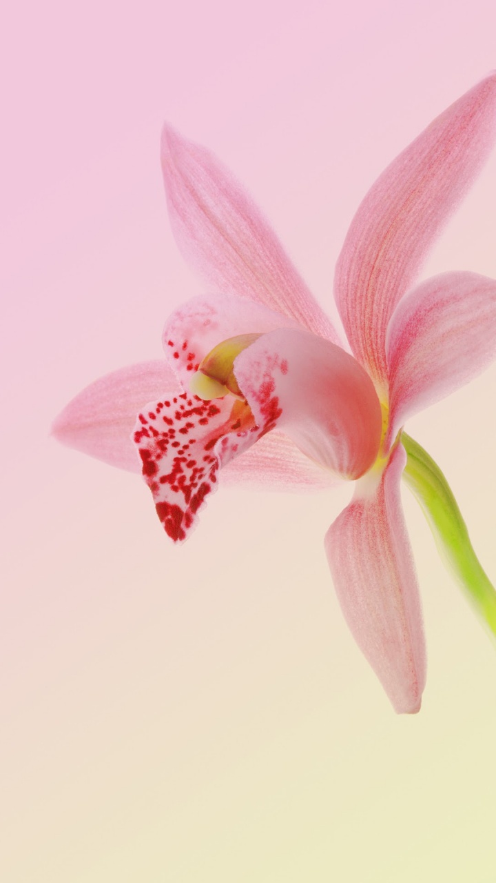 Обои Huawei, Huawei Nova, Huawei Nova 2, Huawei fresh 2 Подробнее, андроид в разрешении 720x1280