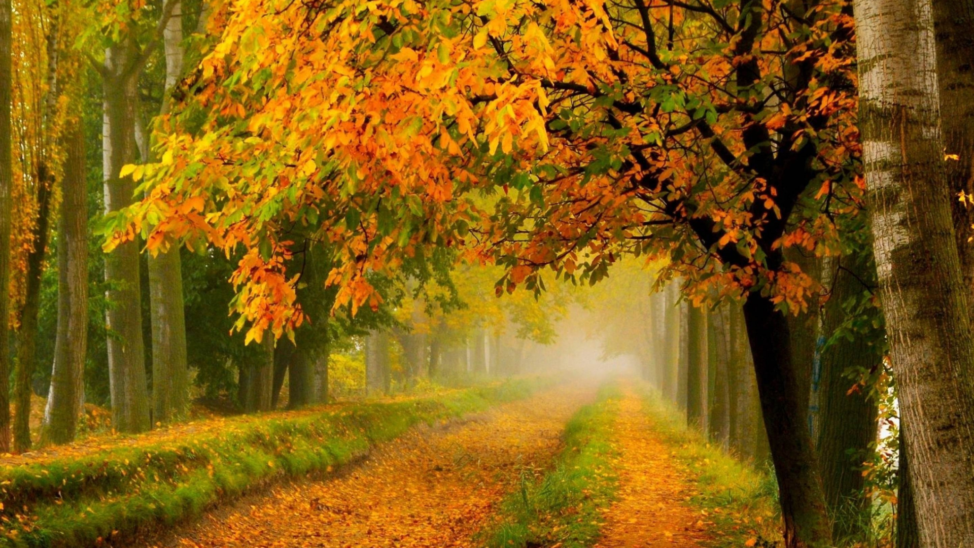 Обои осень, природа, лист, листопадные, лесистая местность в разрешении 1920x1080