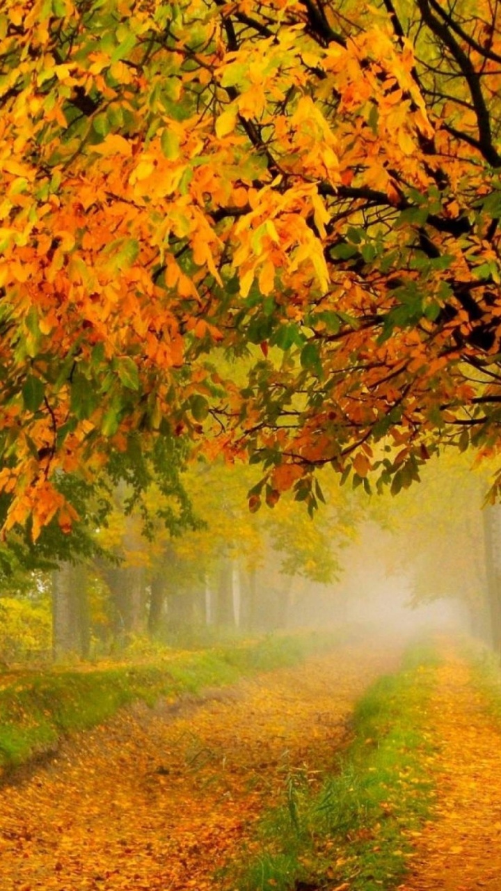 Обои осень, природа, лист, листопадные, лесистая местность в разрешении 720x1280