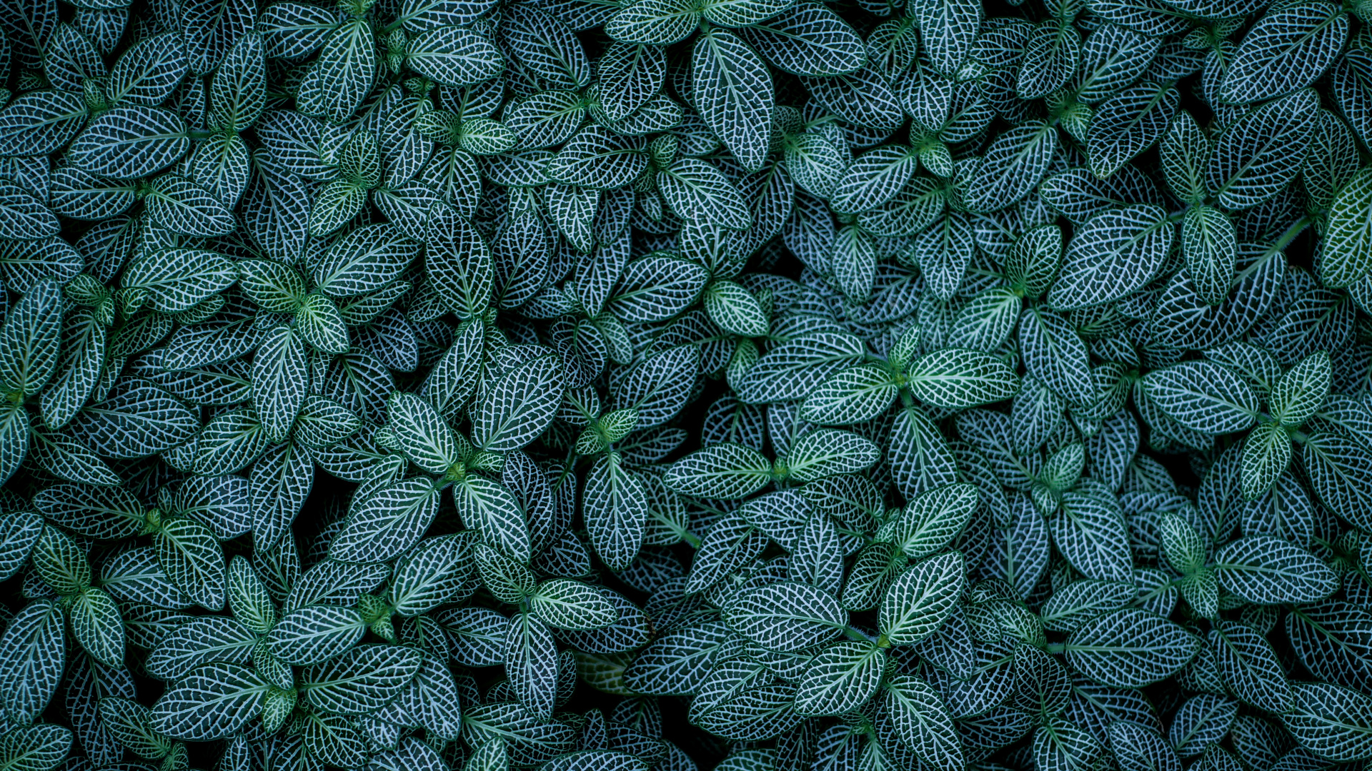 Обои лист, зеленый, узор, растение, ботаники в разрешении 1920x1080