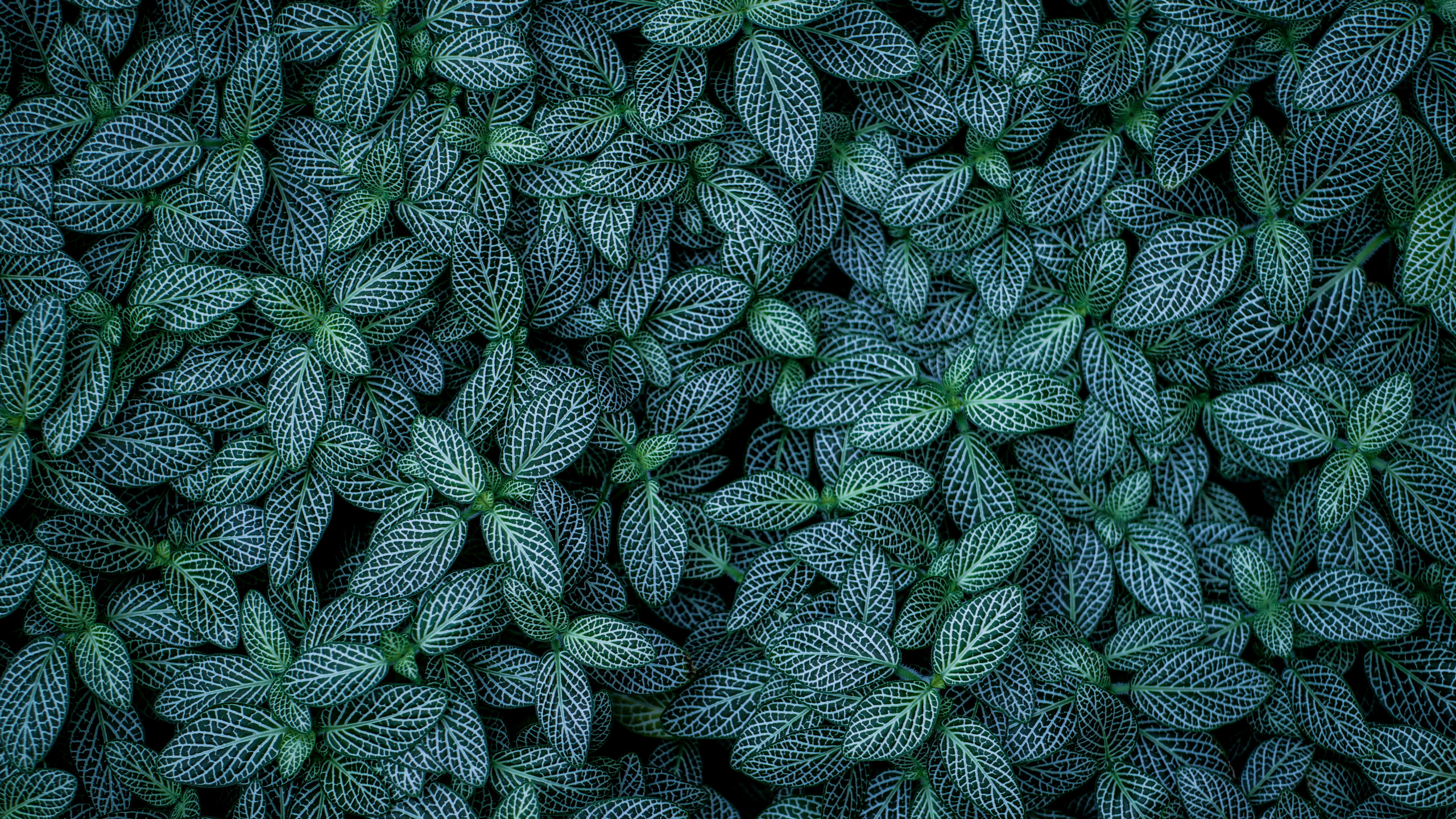 Обои лист, зеленый, узор, растение, ботаники в разрешении 2560x1440