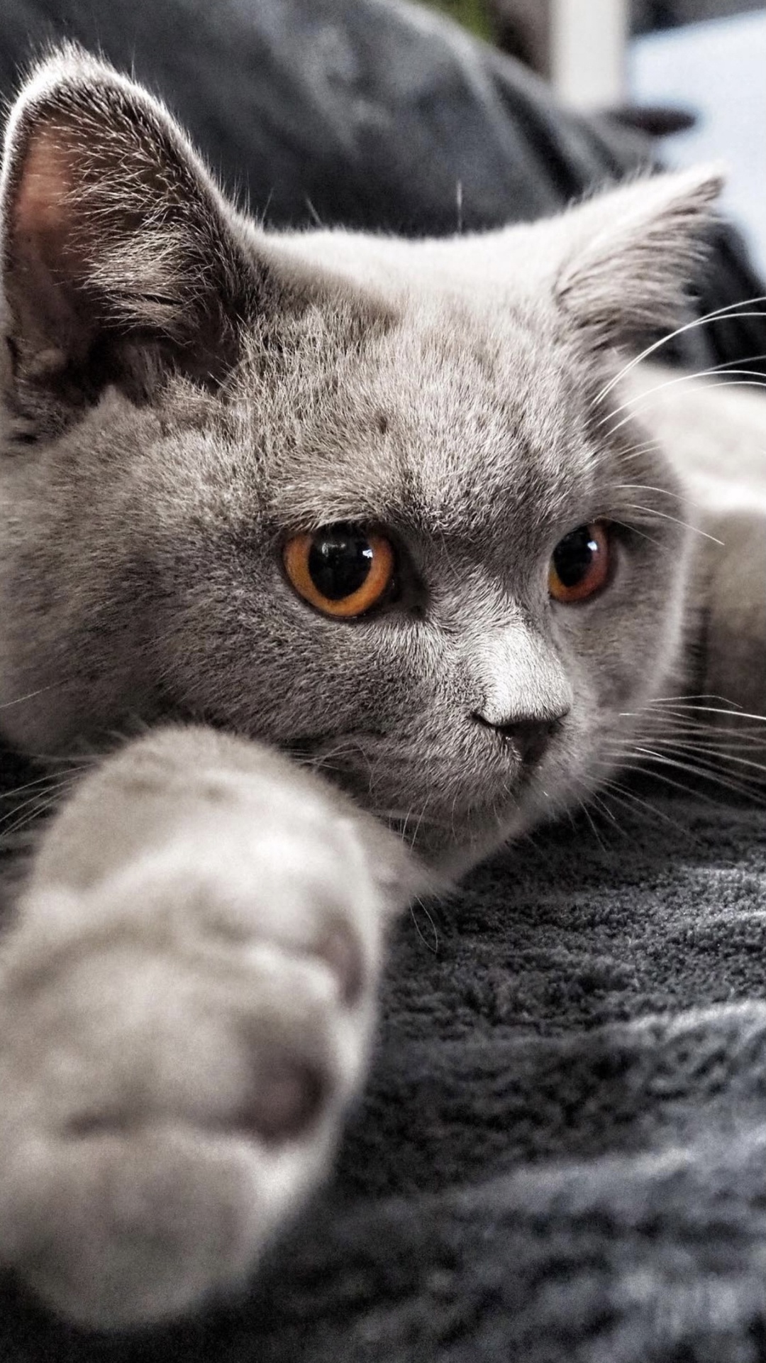 Обои кот, бакенбарды, кошачьих, серый цвет, кошки малого и среднего размера в разрешении 1080x1920